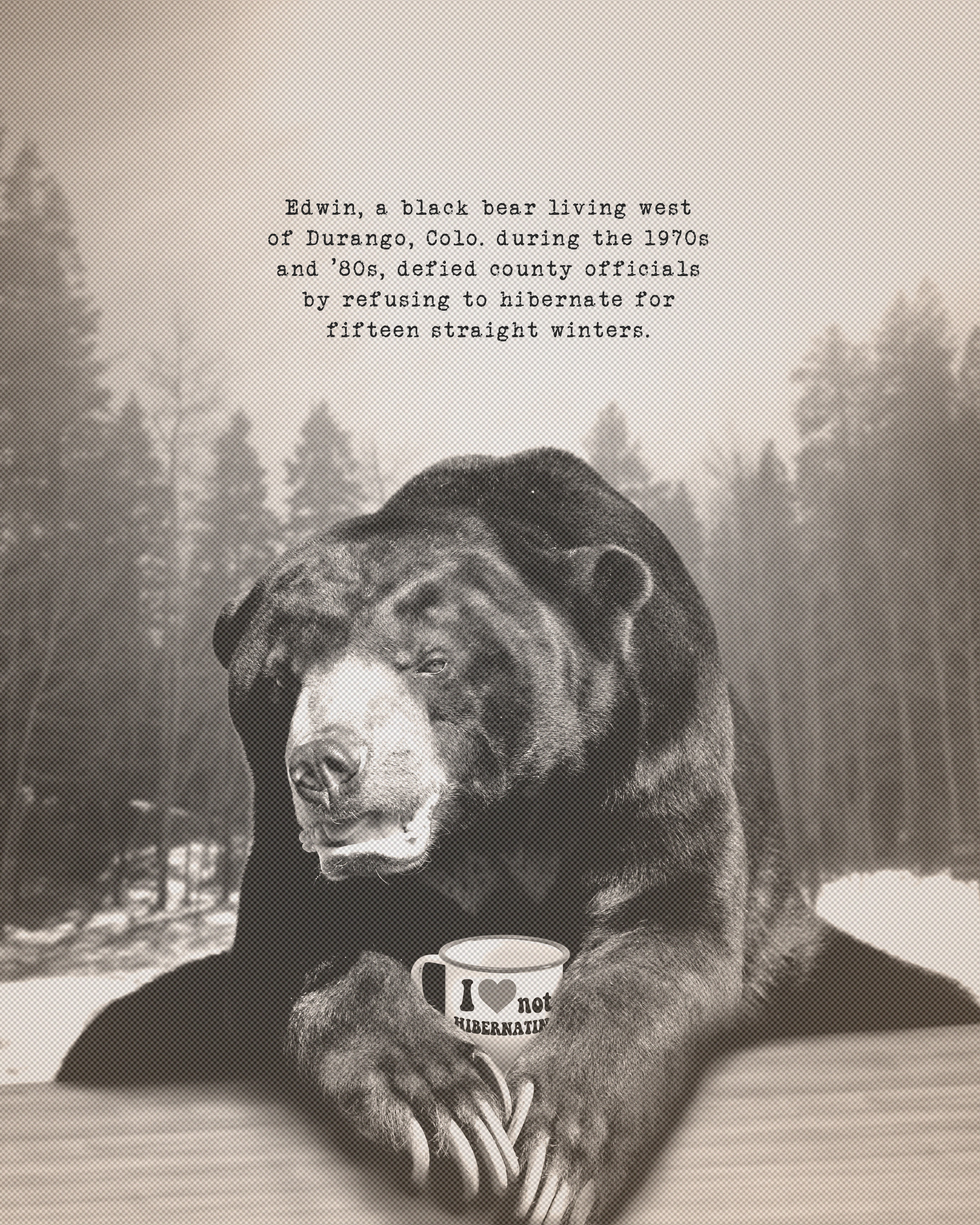 I Love Not Hibernating postcard