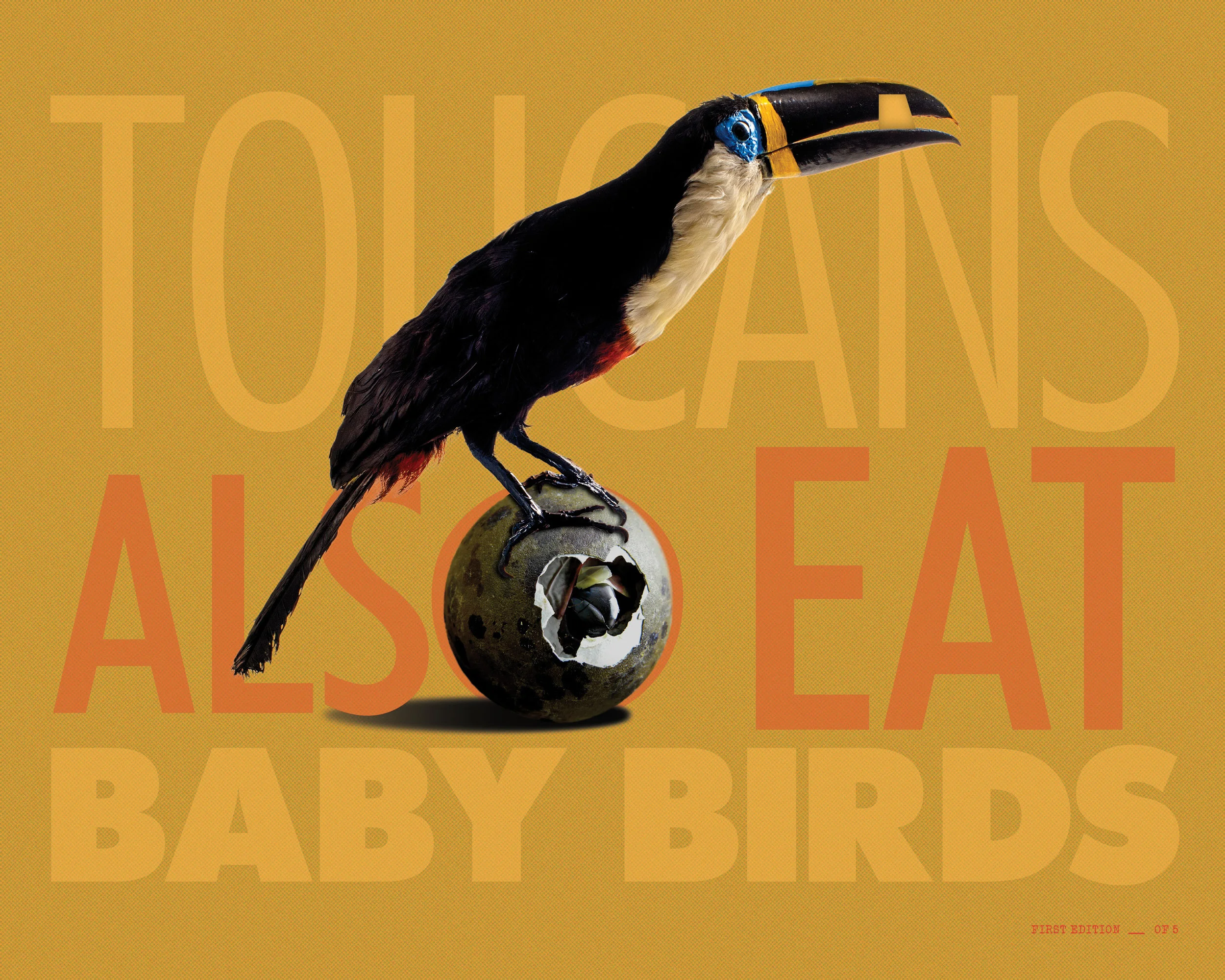 Toucans/Baby Birds