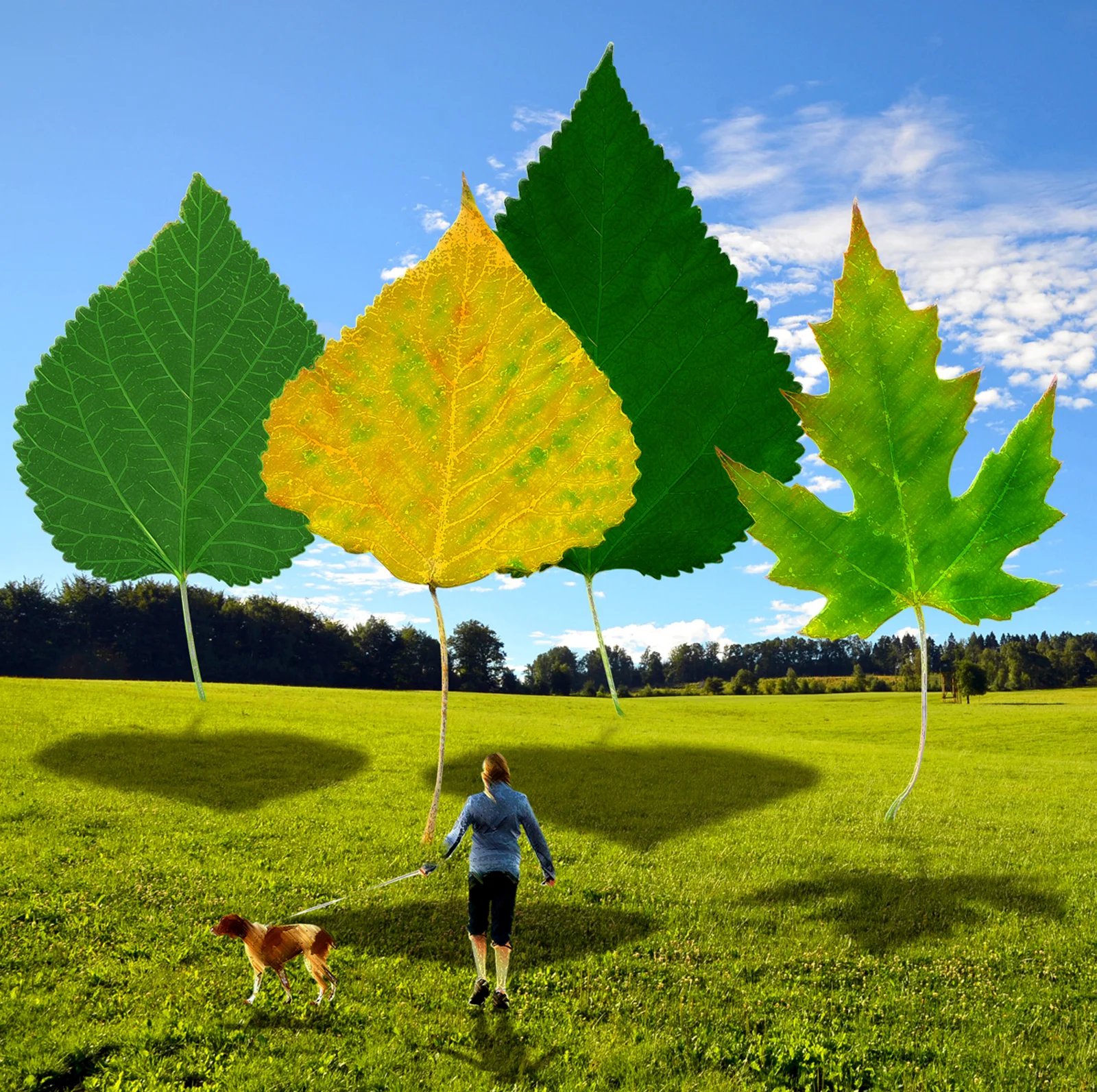 Leaves scene.jpg