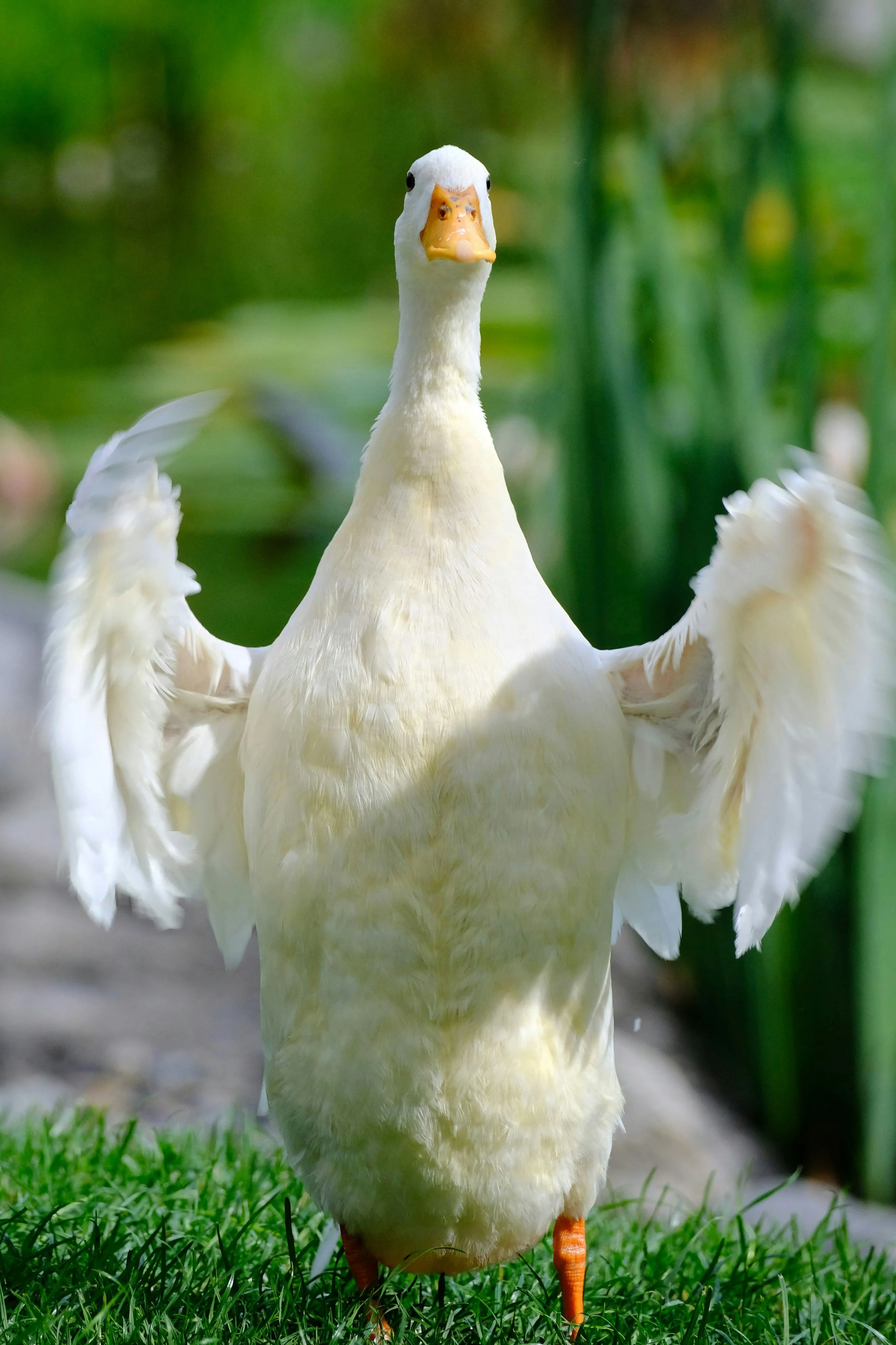 El pato Merlín