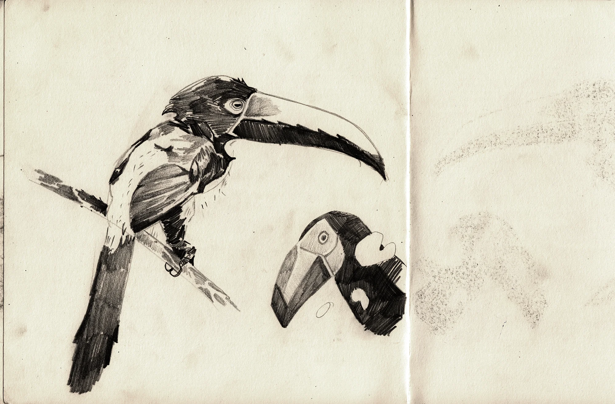 'Tucanos' - 2015