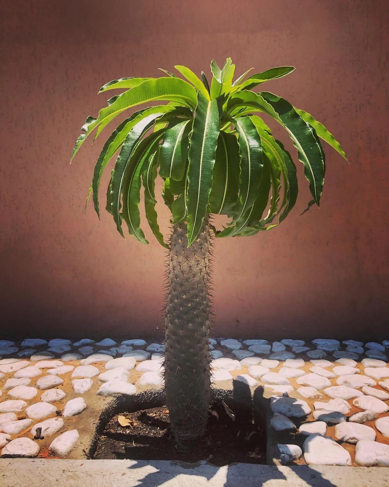 Winner of: Cutest tree contest 2021 (if it were up to me). Tequisquiapan - Mexico.