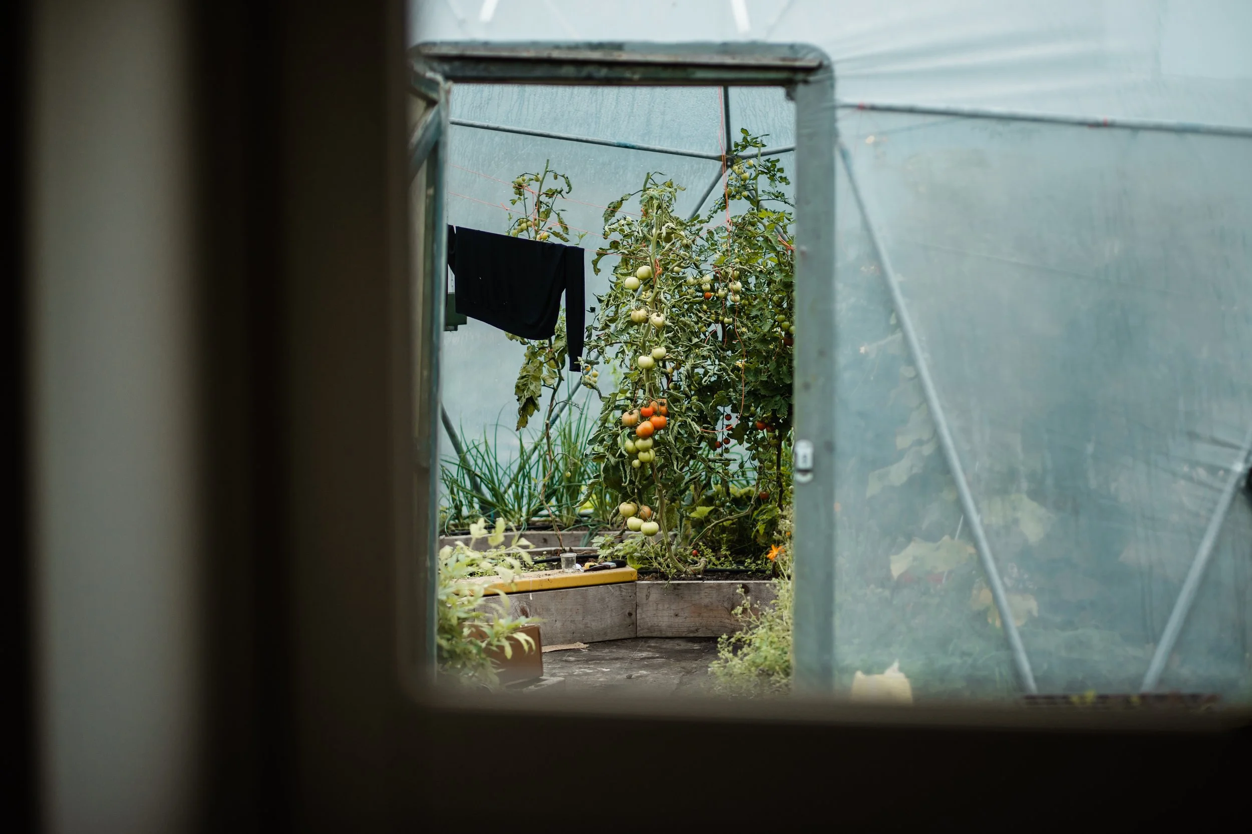 CliffsofMoherRetreat -veg garden.jpg