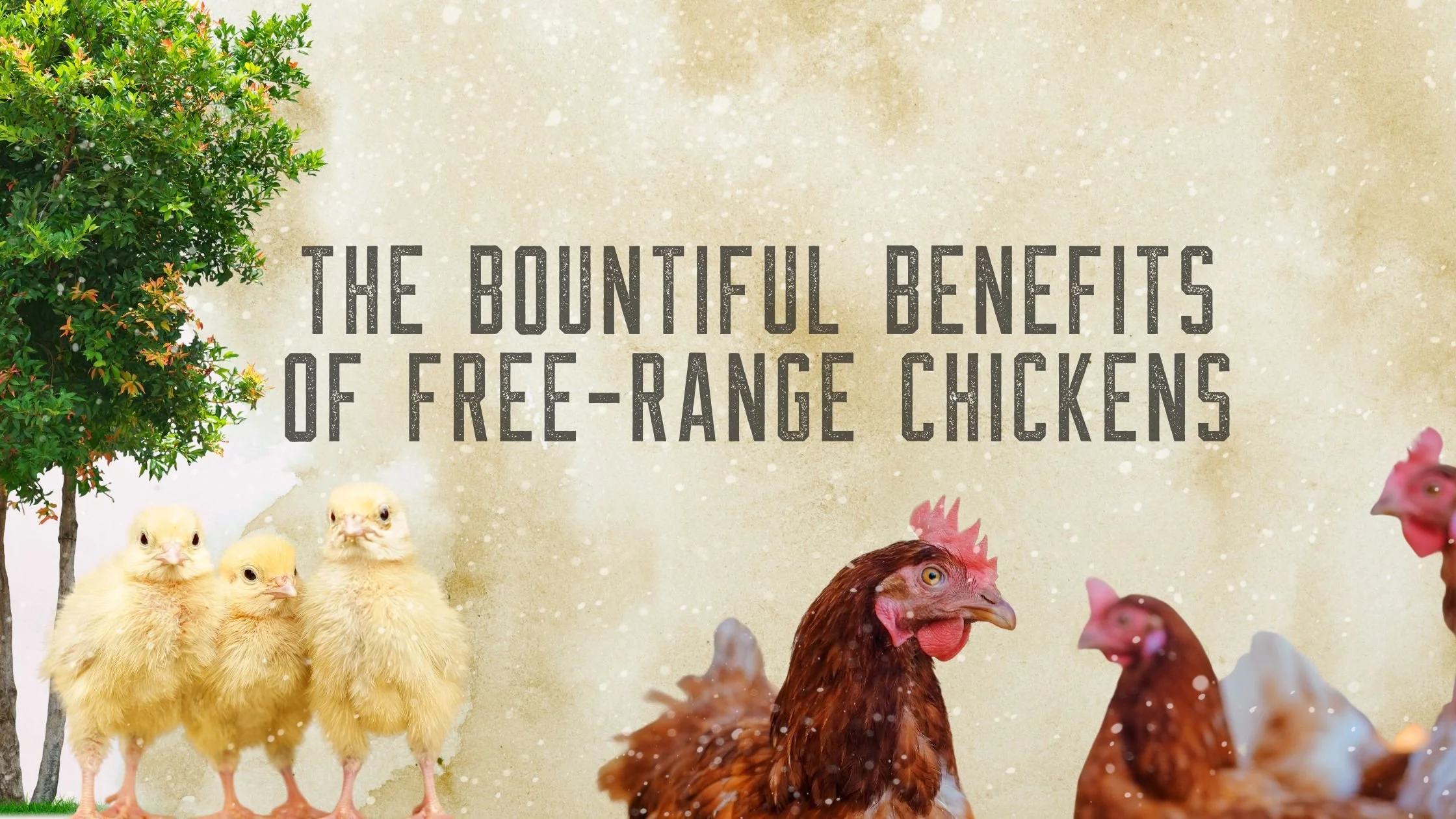 The Bountiful Benefits of Free-Range Chickens: A Guide to Happy, Healthy Flocks