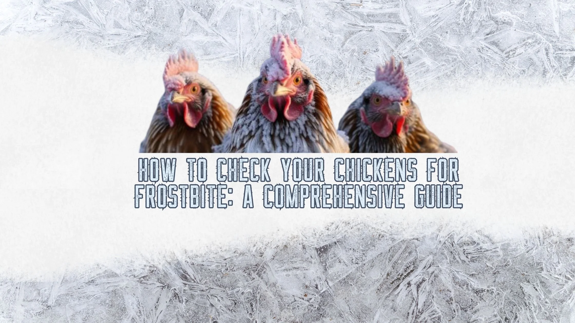 How to Check Your Chickens for Frostbite: A Comprehensive Guide
