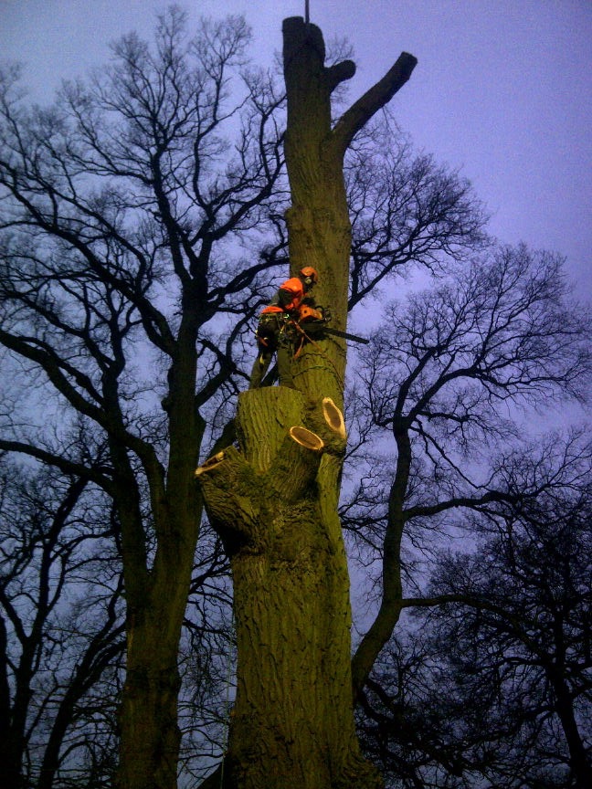 Tree Logic provides assessment and education in Tree Climbing and