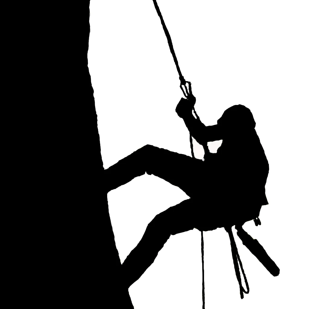 Webinar: Biomechanical Loads of the Tree Climber (with Alexander Laver)