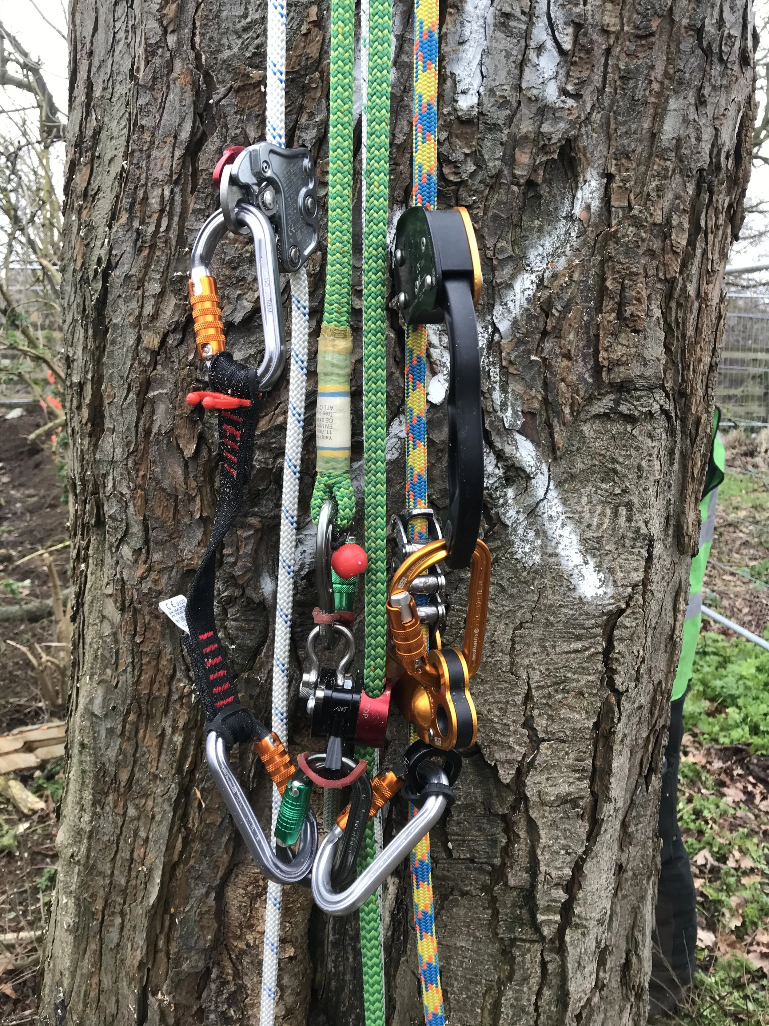 Tree Logic Norfolk East Anglia UK Tree Climbing Trianing Working at Height best practice updates