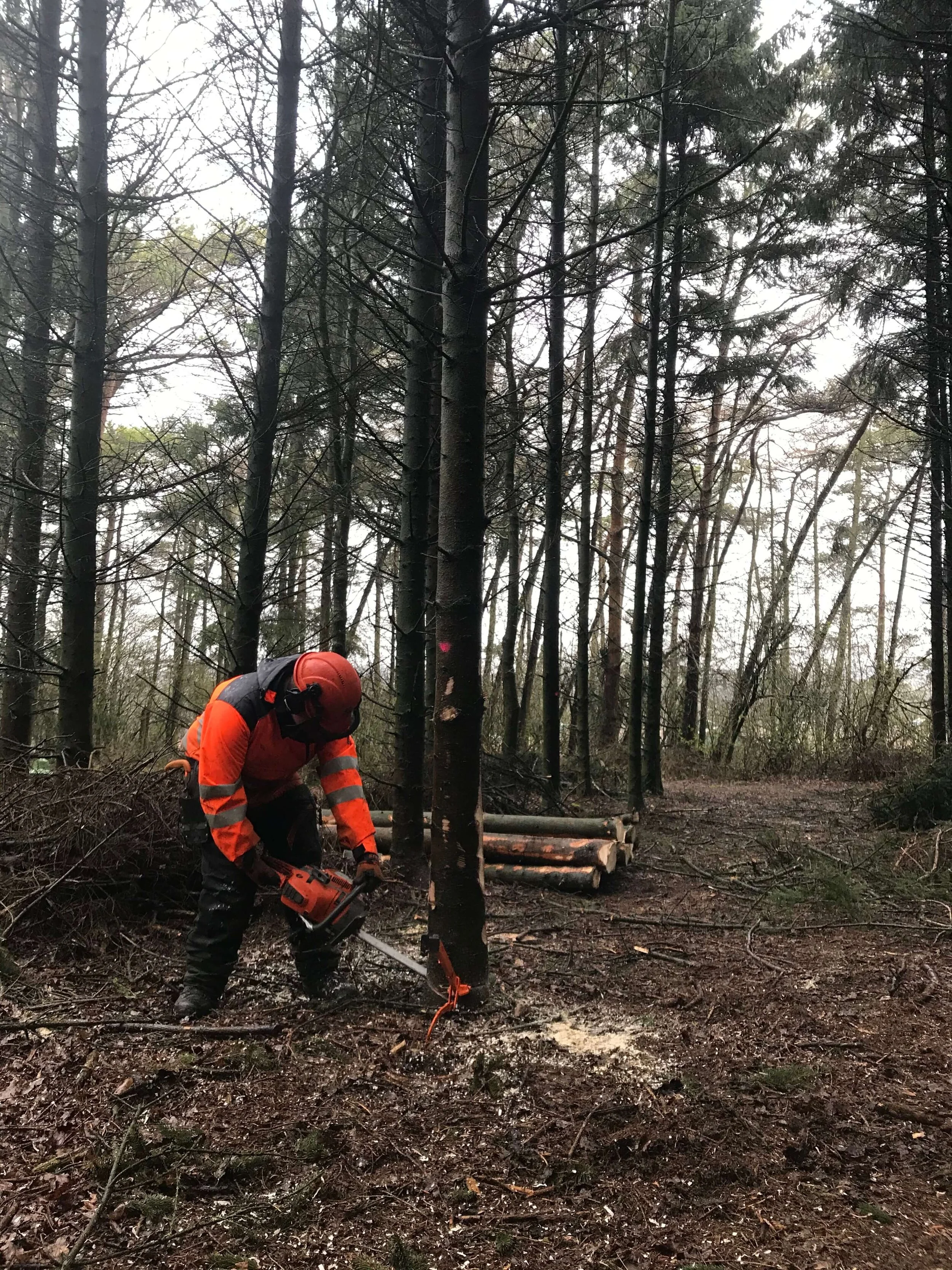 Level 2 Award in Felling and Processing Trees up to 380mm, Units 003921