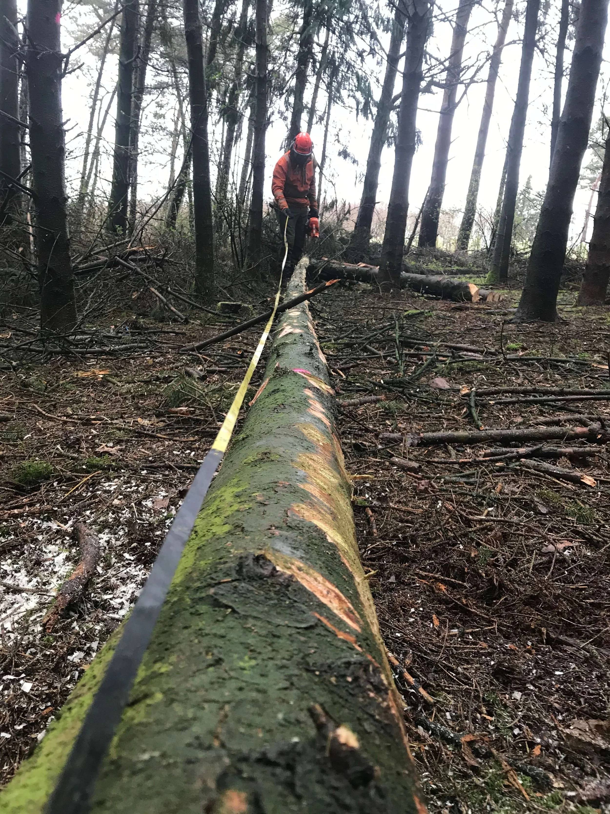 Level 2 Award in Chainsaw Maintenance and Crosscutting Units 003920