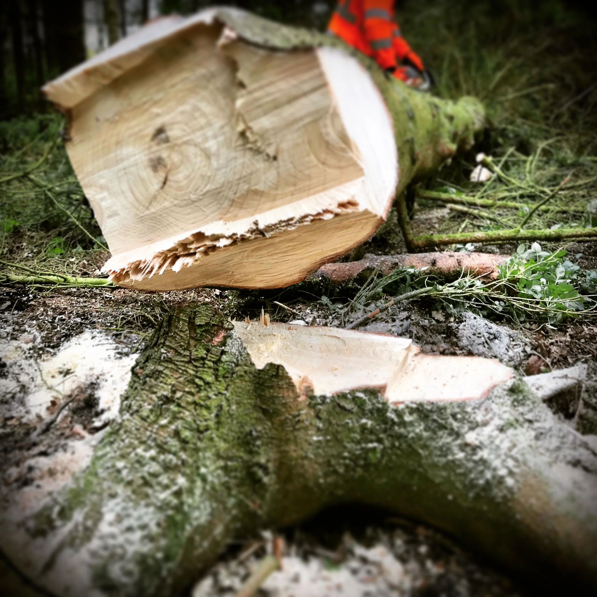 Level 2 Award in Felling and Processing Trees over 380mm up to 760mm, & Assessment  Units 0039-33