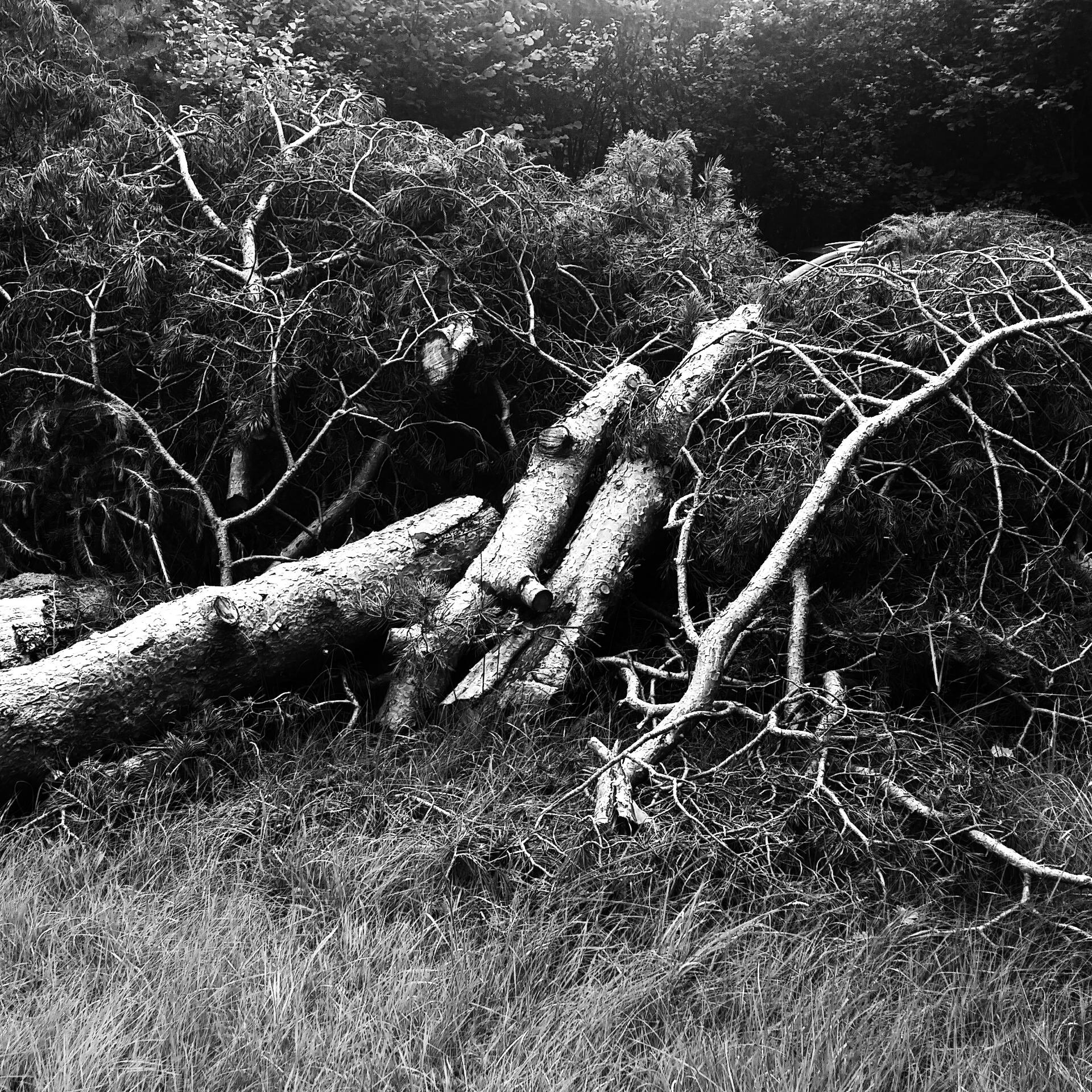 trees.png
