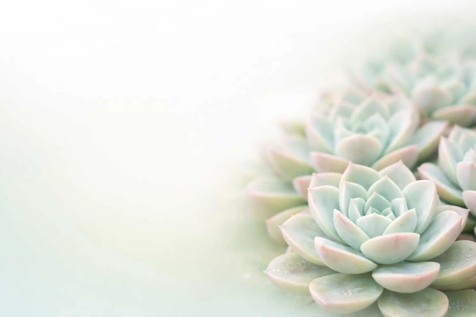 truenorth-denver-acupuncture-succulent.jpg