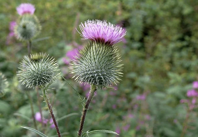milk thistle for skin health