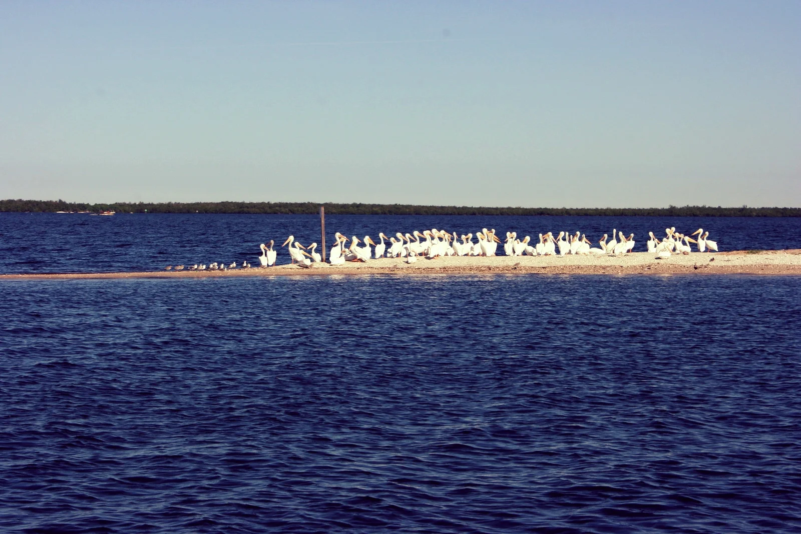 White Pelicans can often be found on the mangrove islands near the Sanibel Causeway during the winter months. 