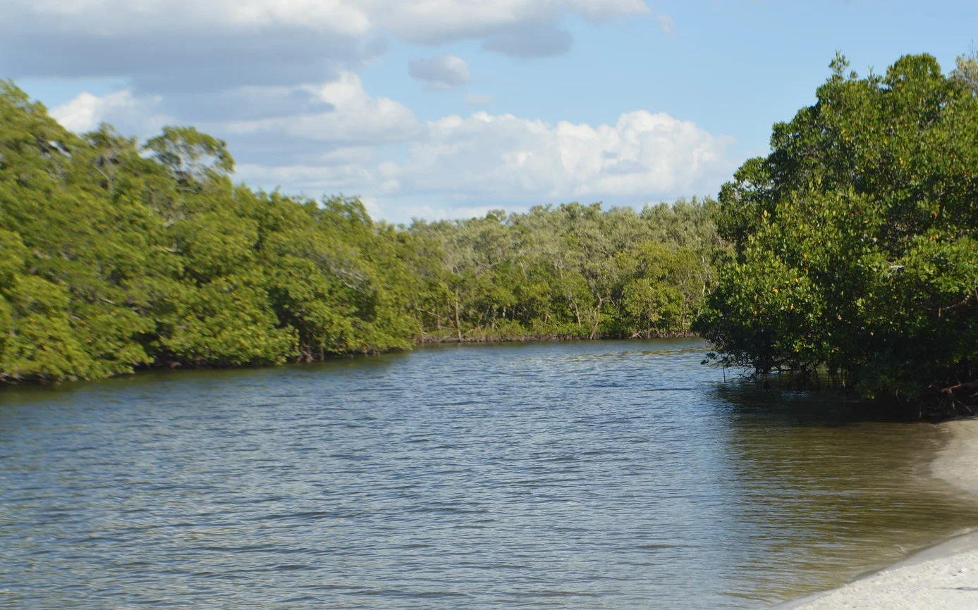 Paddle your way through the mangroves and go exploring at Mound Key!