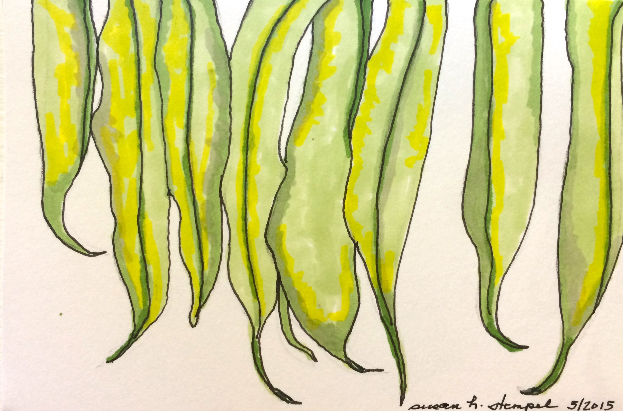 SOLD "4" x 6" pen & ink on paper. "Hanging beans:"