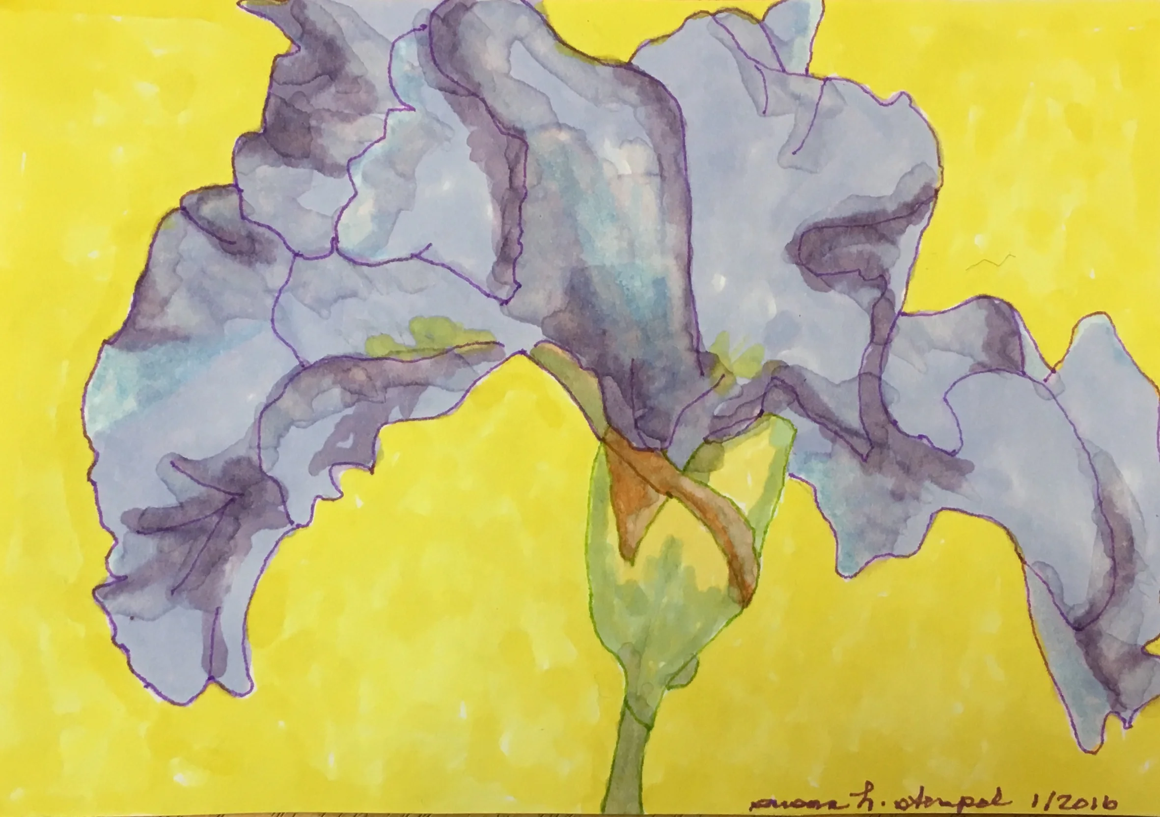 $300. 5" x 7" pen & ink on paper. "Iris on Yellow".