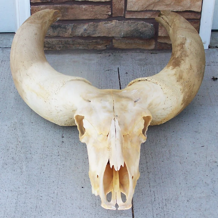 403018_Skull.jpg