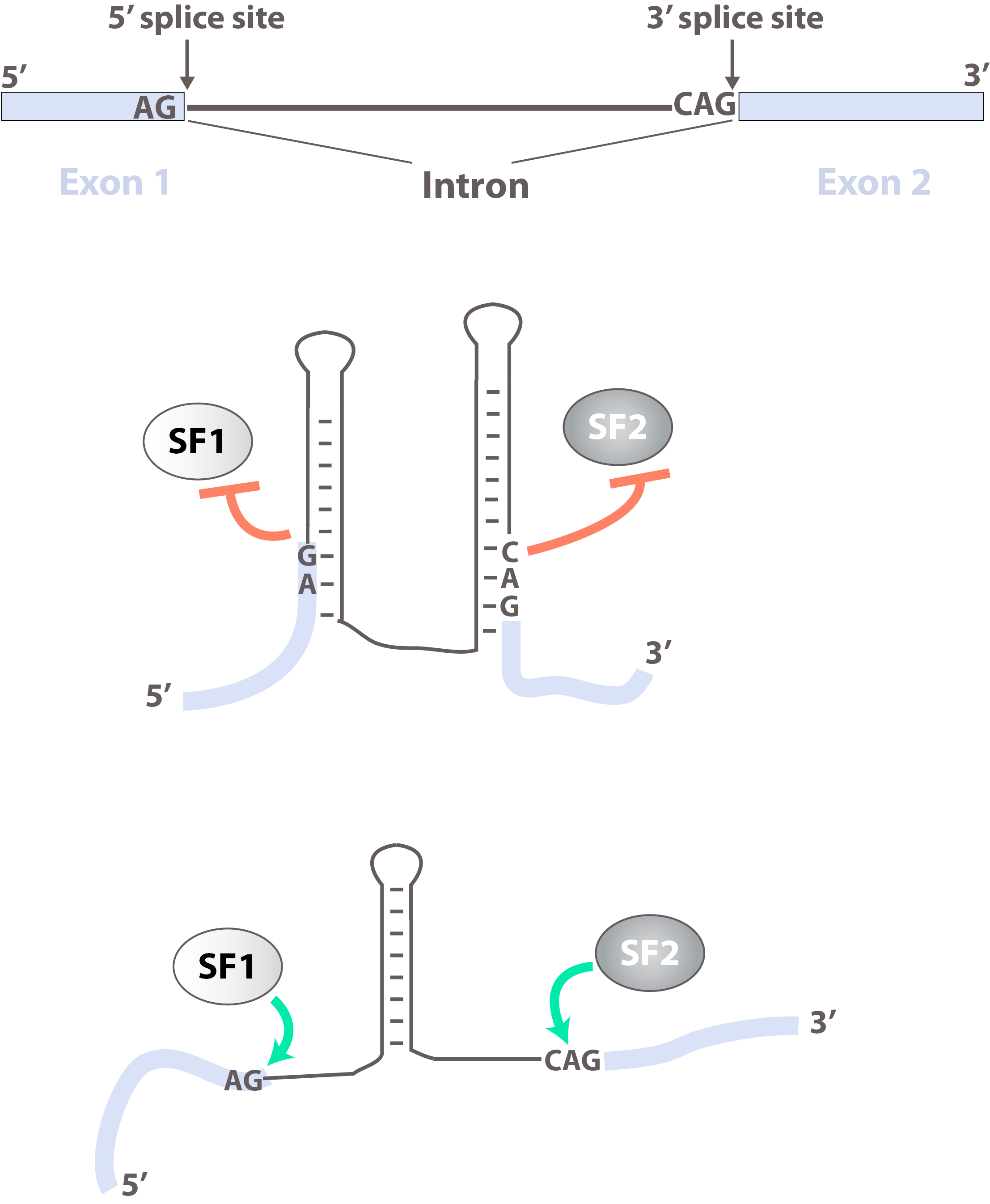 Structure_and_splicing_v4_2.png