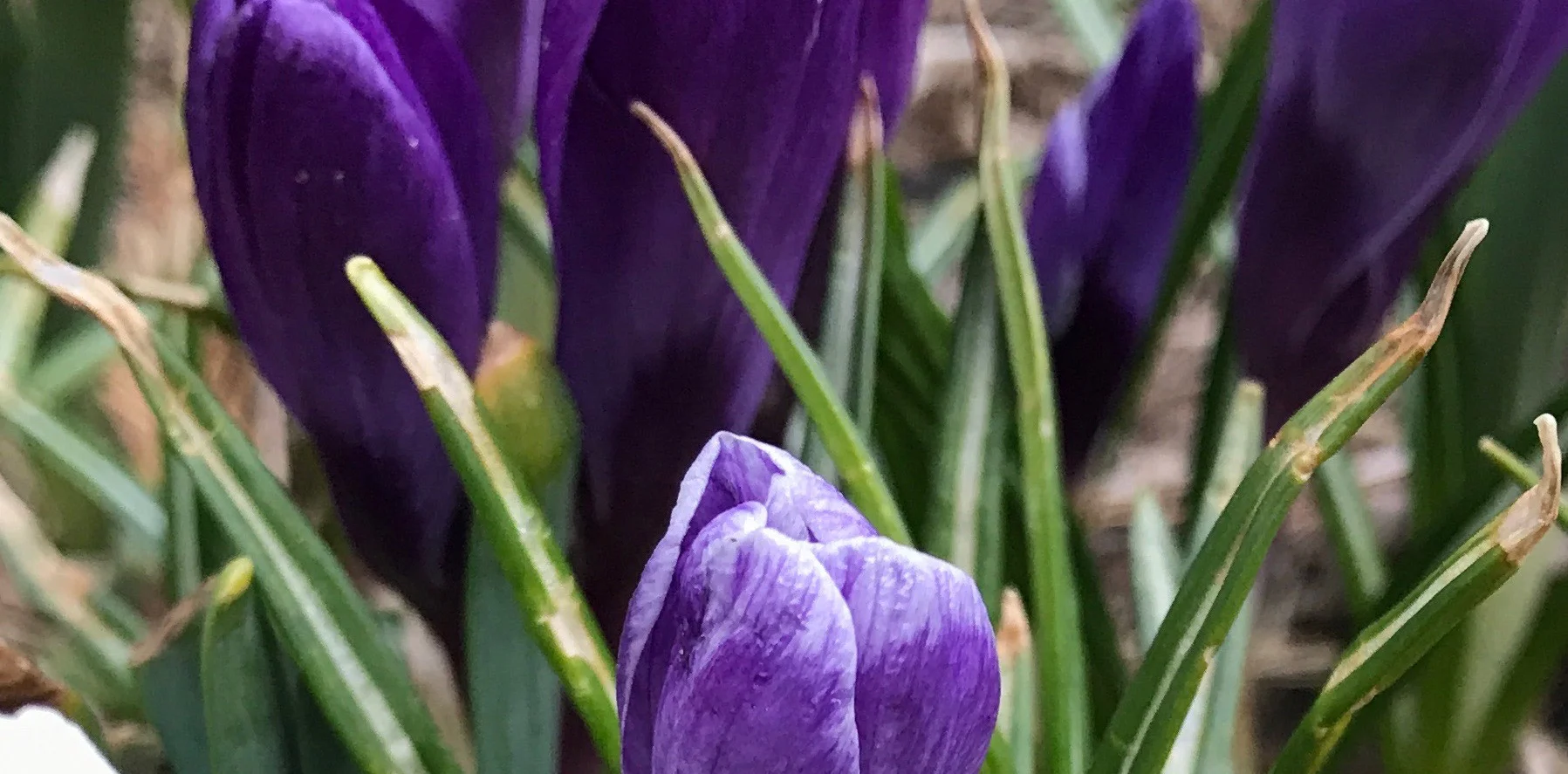 Waiting for projects to bloom