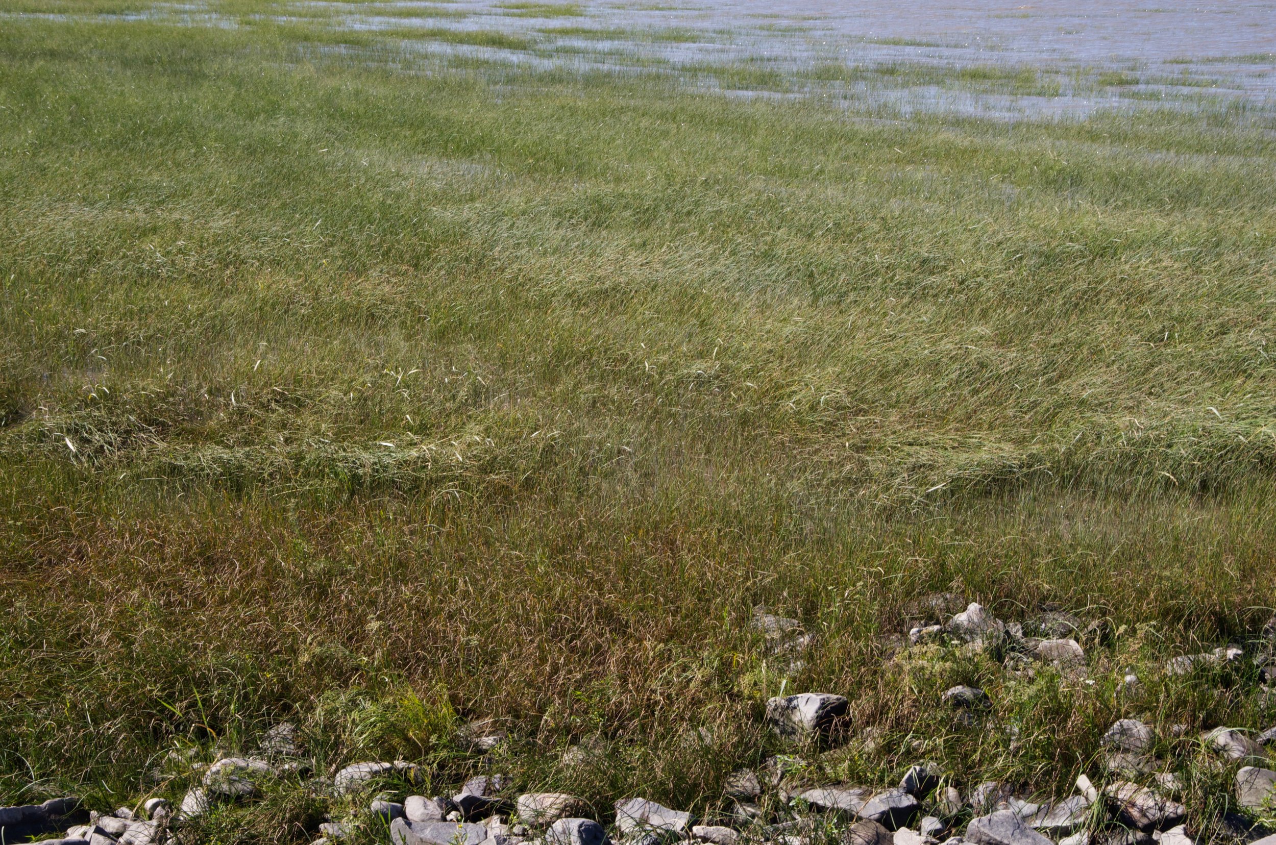 Cap-Saint-Ignace [2016]