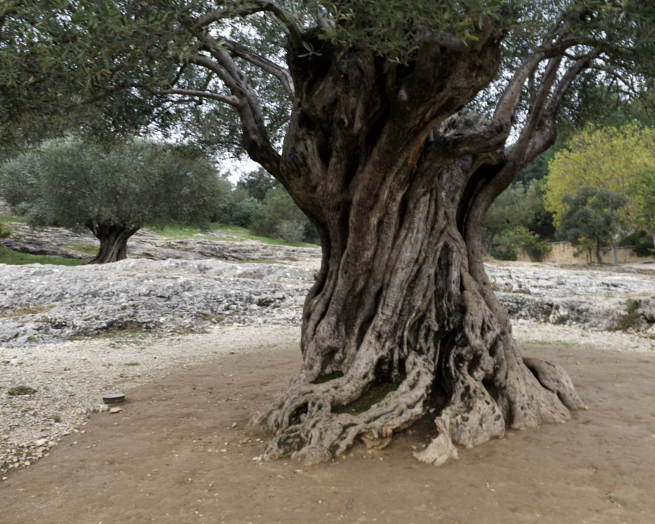 Rives du Gard [2018]