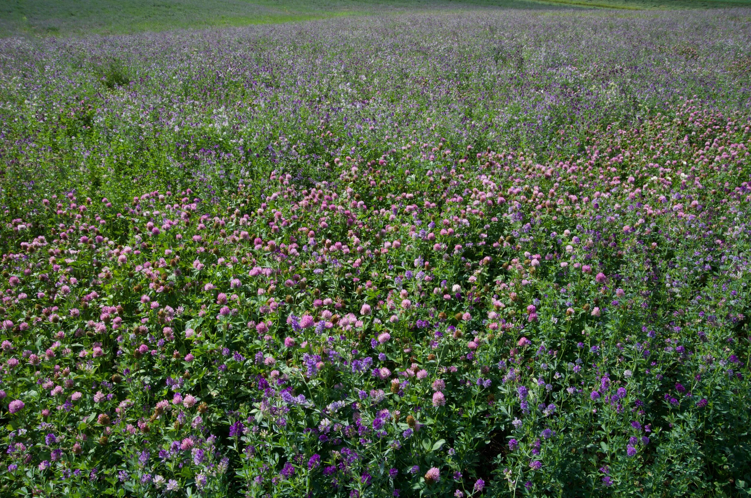 St-Pierre-de-la-Rivière-du-Sud [2019]