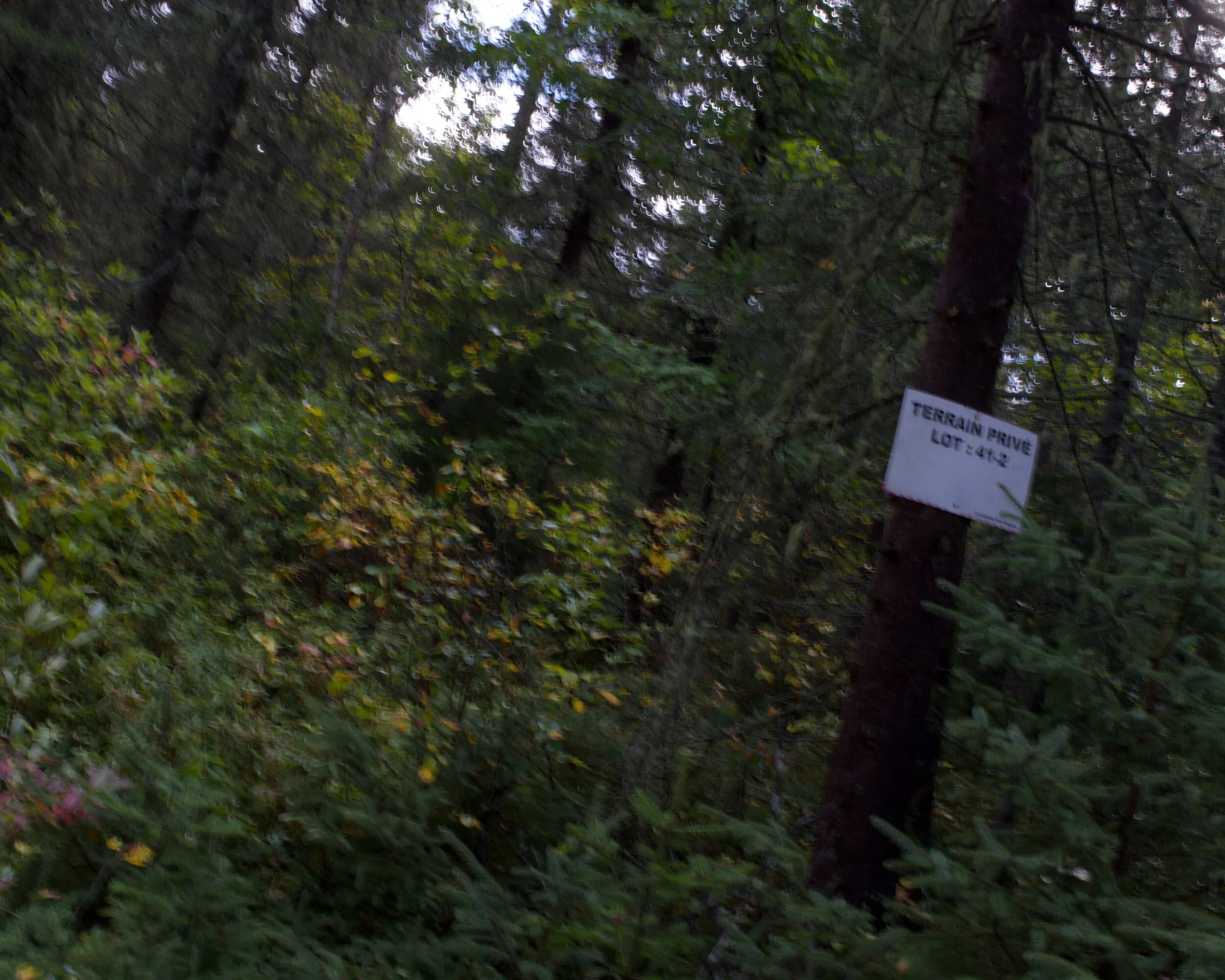 St-Félix-d'Otis [2021]