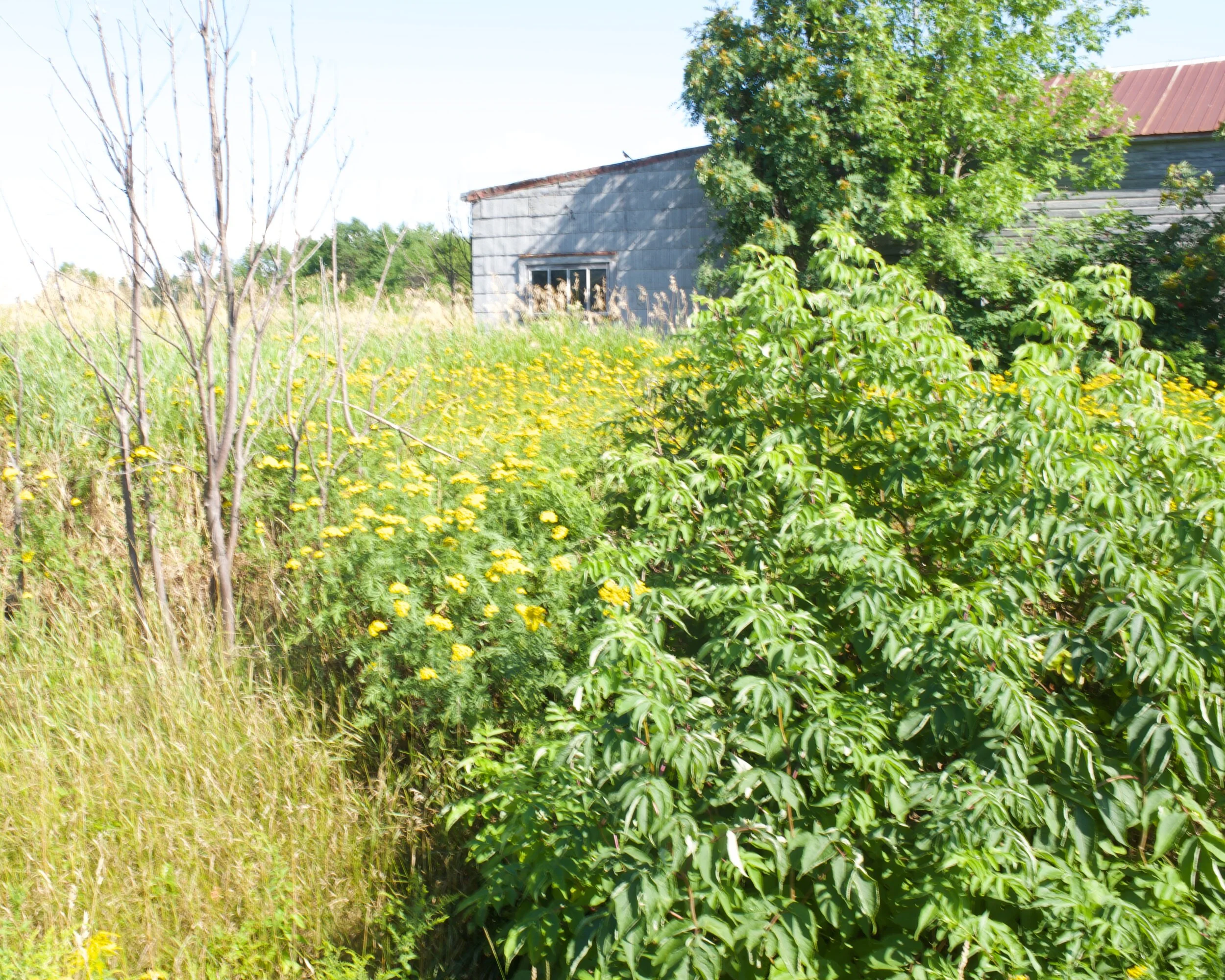 Berthier-sur-Mer [2019]
