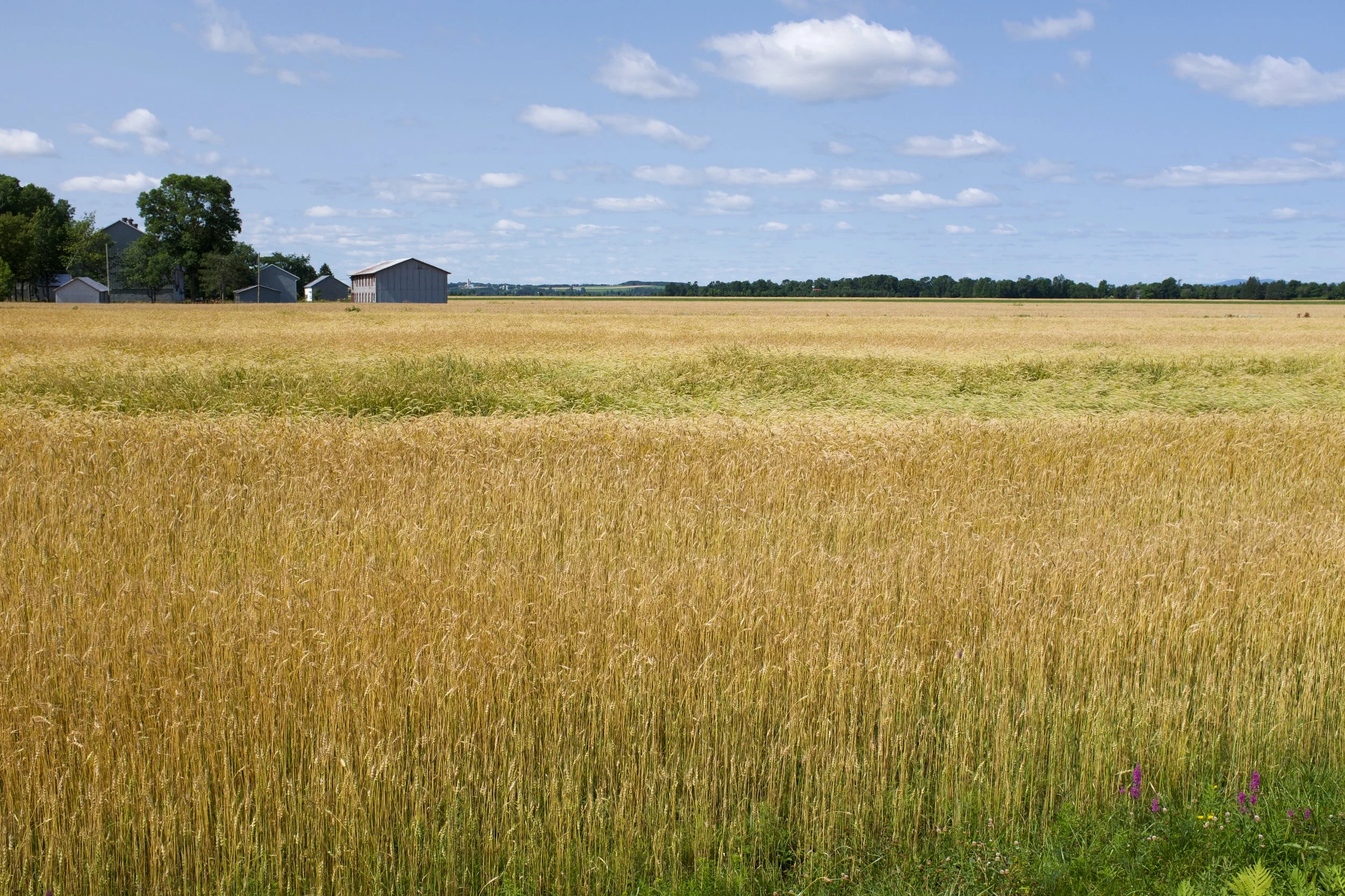Berthier-sur-Mer [2021]