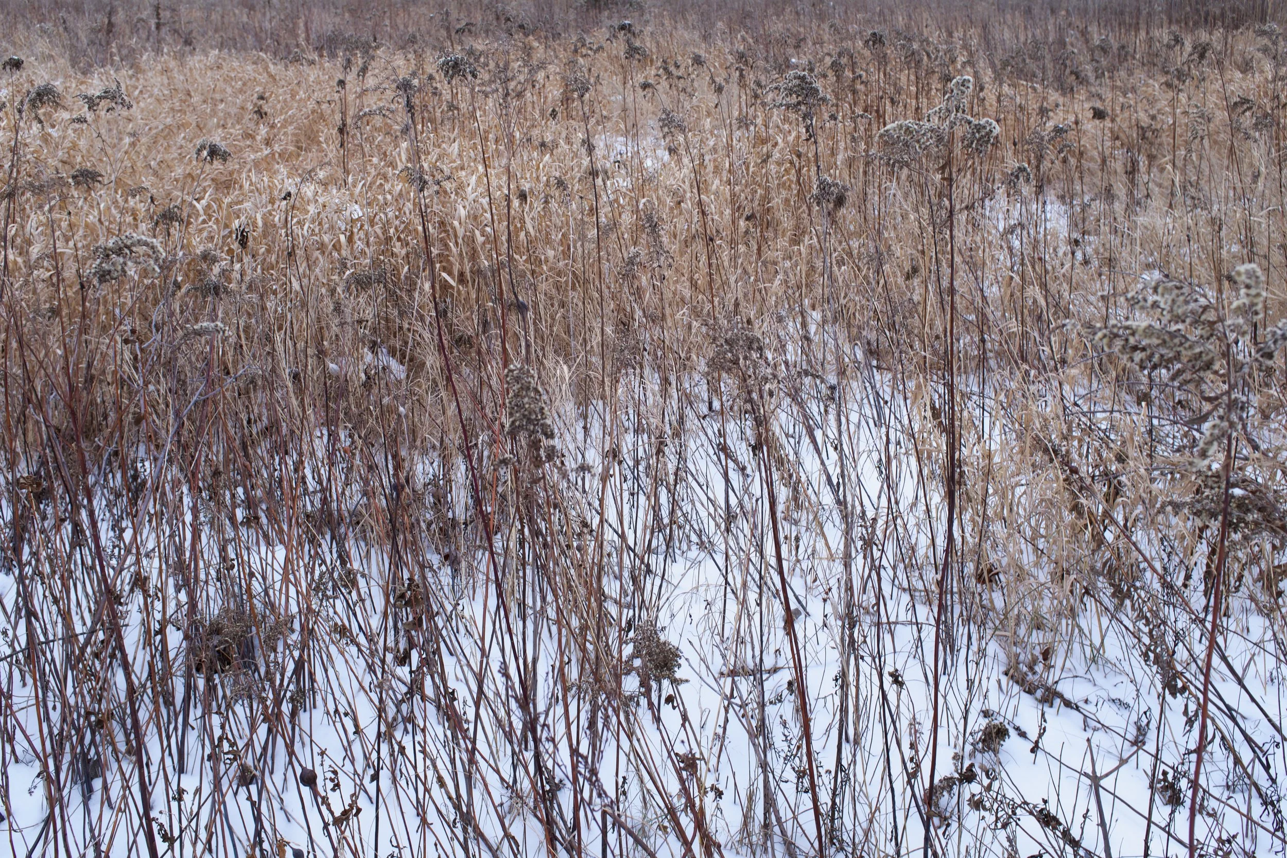 Boucherville, Longueuil [2021]