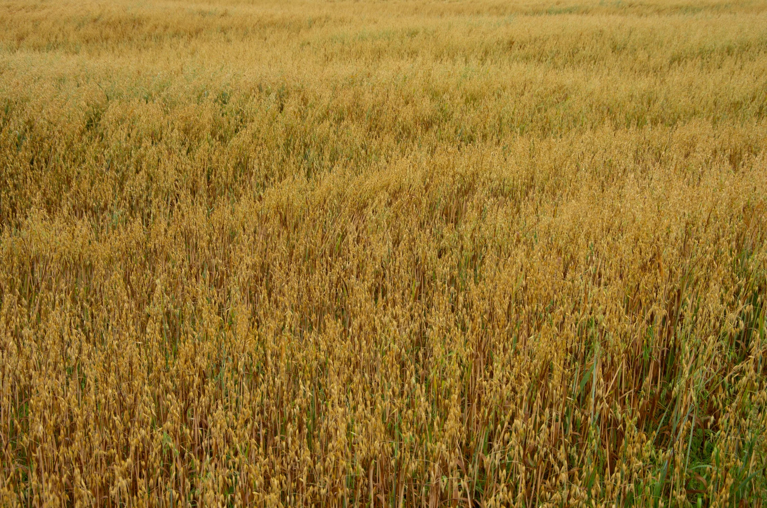 St-Pierre-de-la-Rivière-du-Sud [2022]