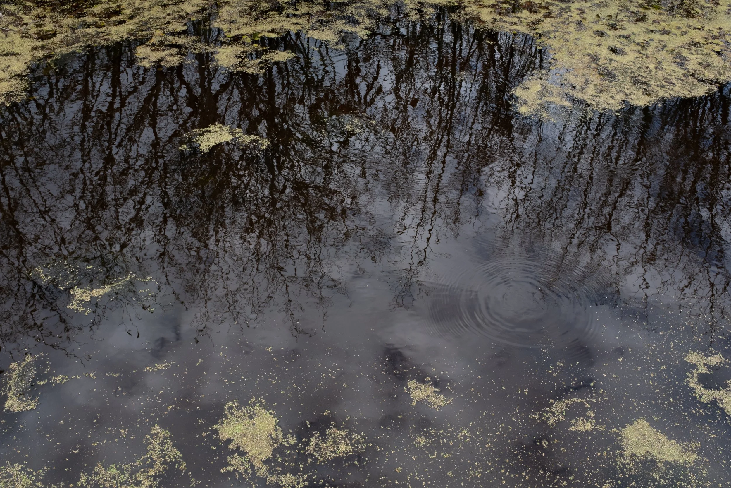 Tsiiontoratstha - Dundee [2022]