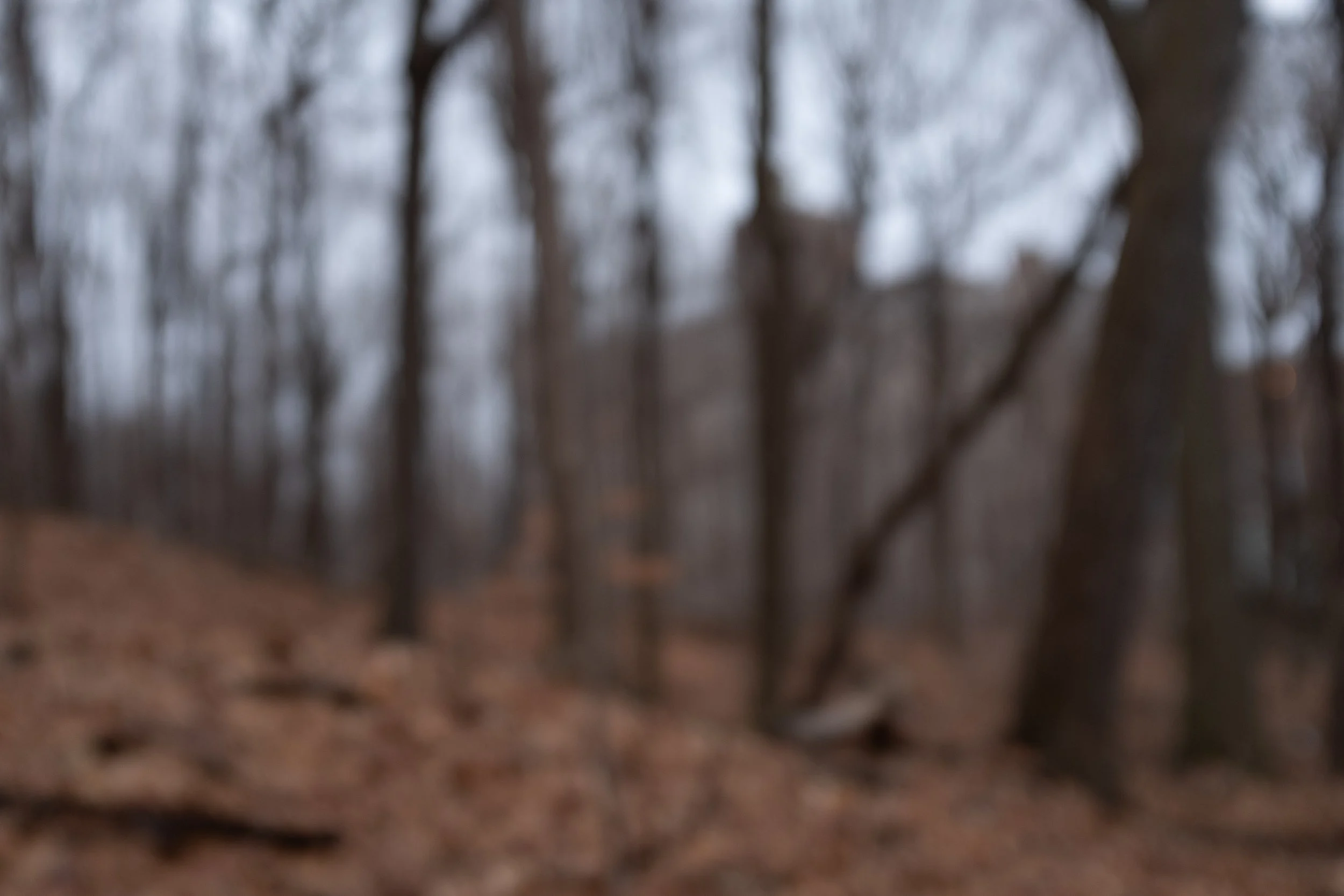 Close by the City, Mount-Royal Park - Montreal [2023]