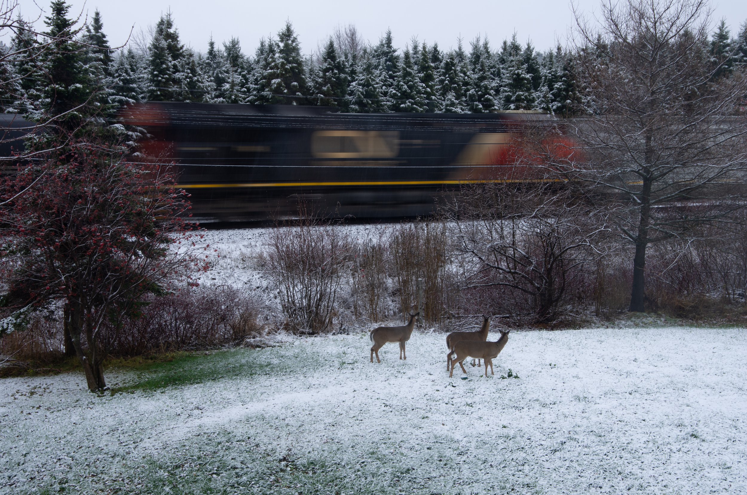 Saint-Pacôme [2024]