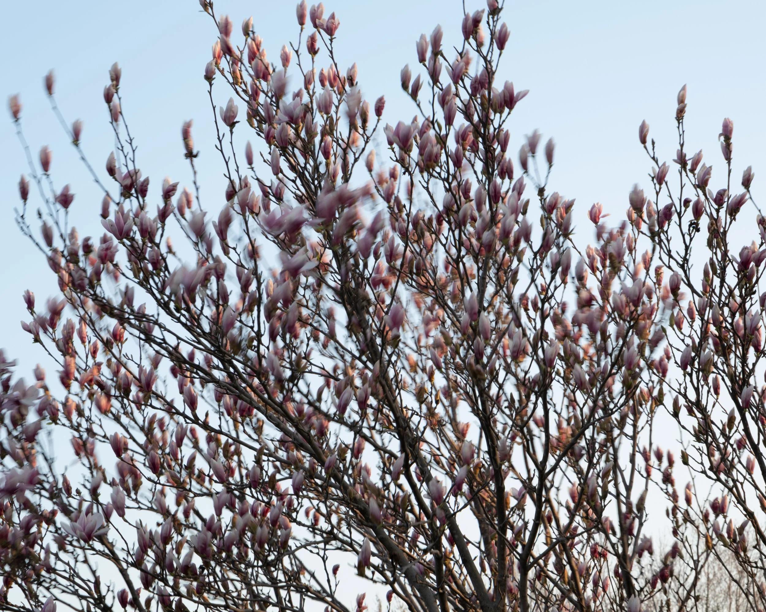 Saint-Pacôme [2025]