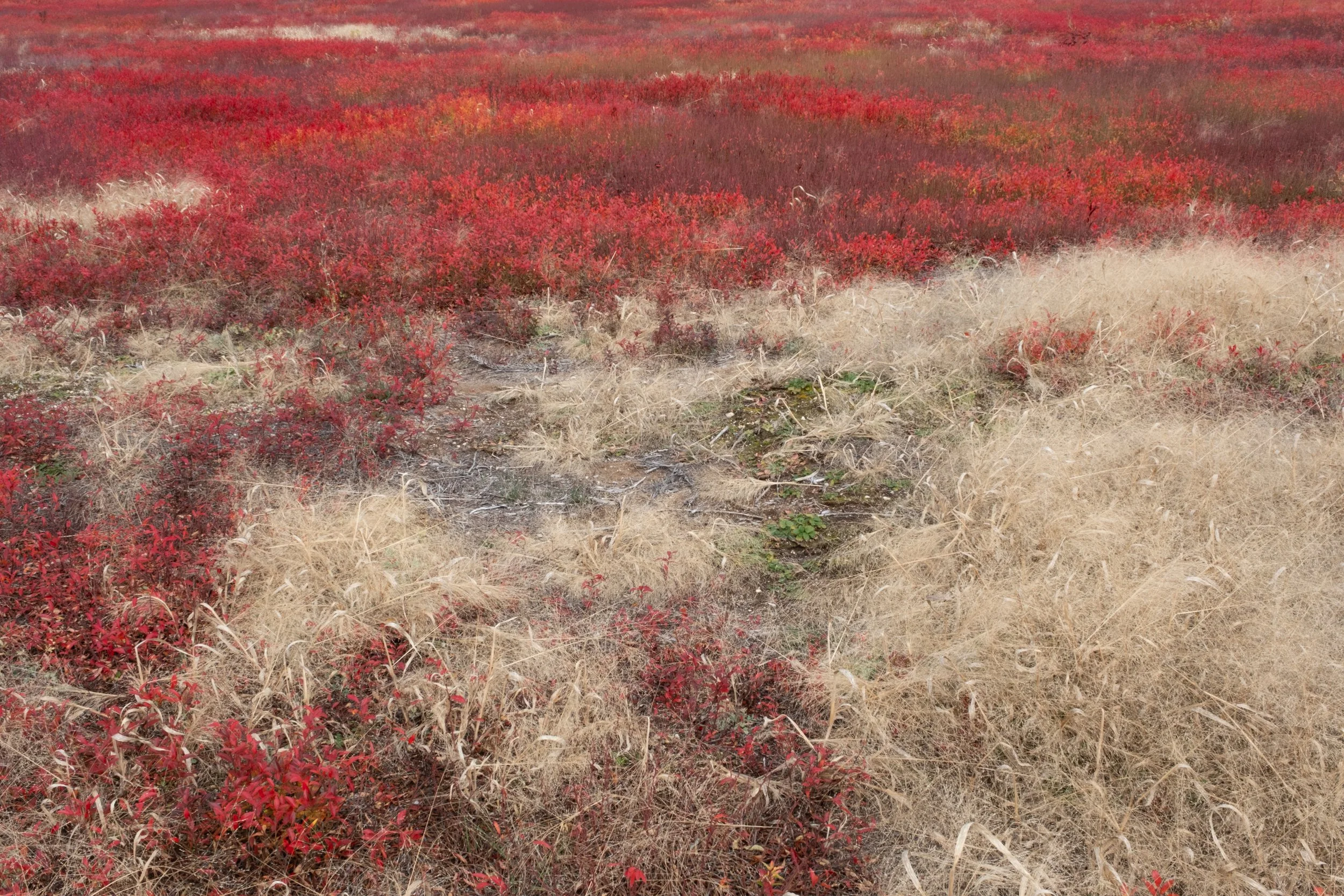 Sainte-Monique [2025]