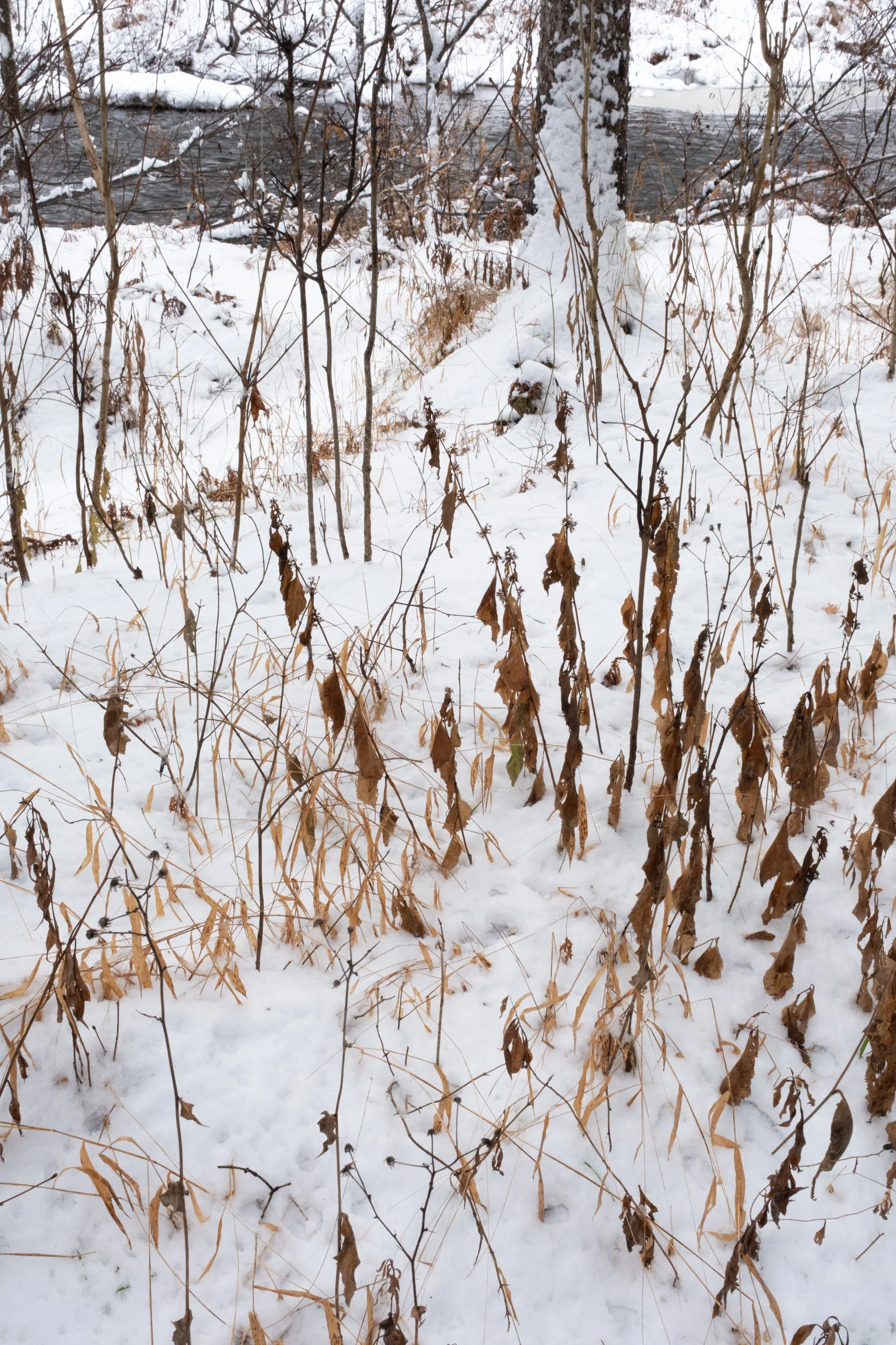 Ixworth Sanctuary [2025]