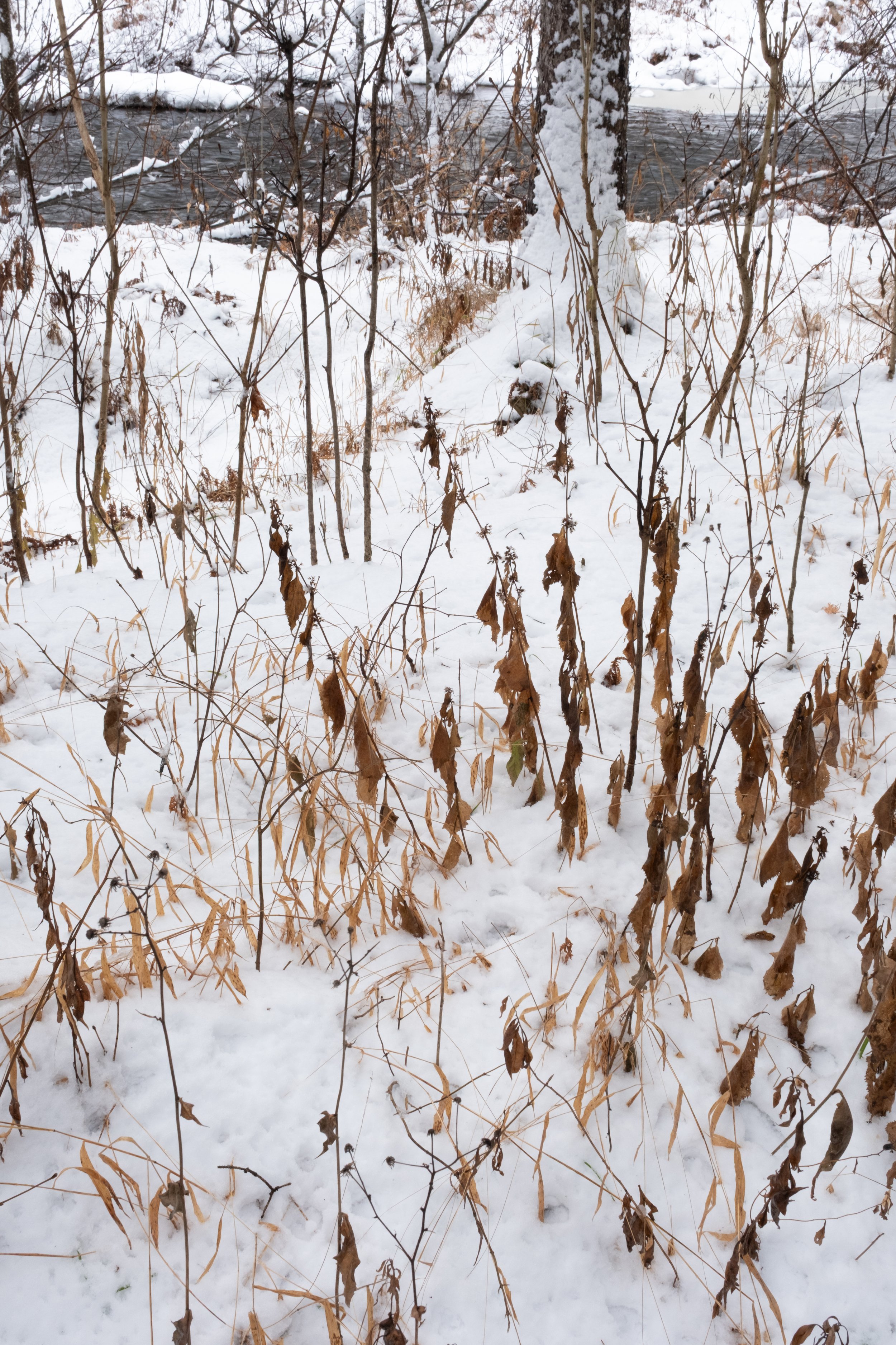 Première neige à la rivière Sainte-Anne - Sanctuaire d'Ixworth [2025]