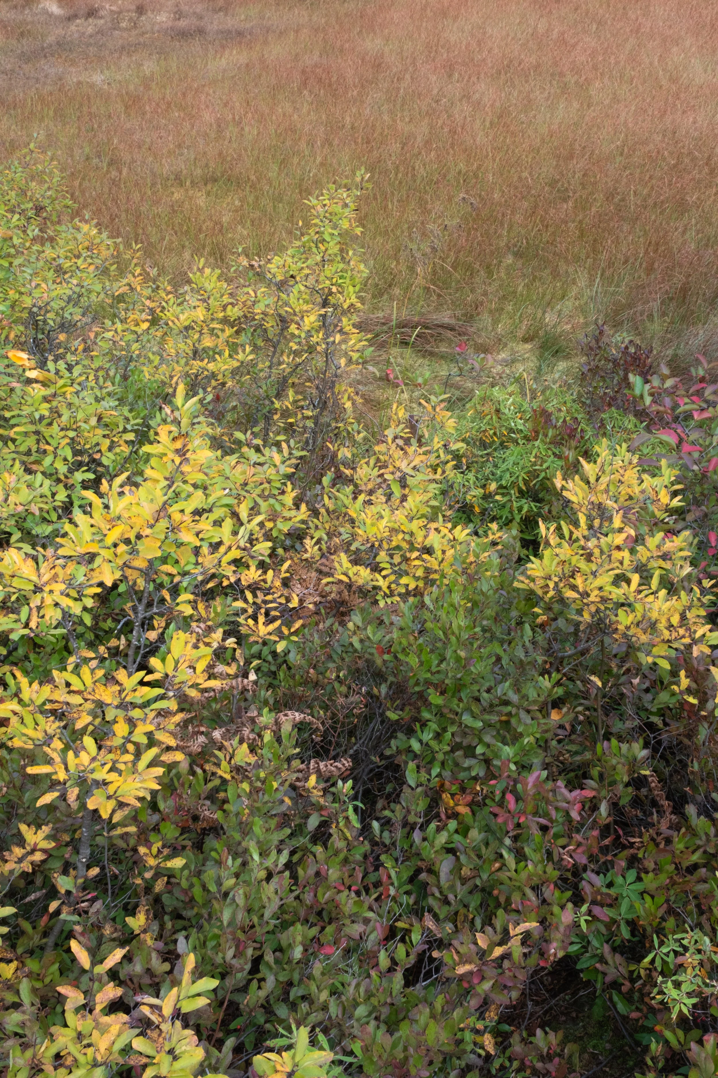 Saint-Germain-de-Kamouraska [2025]