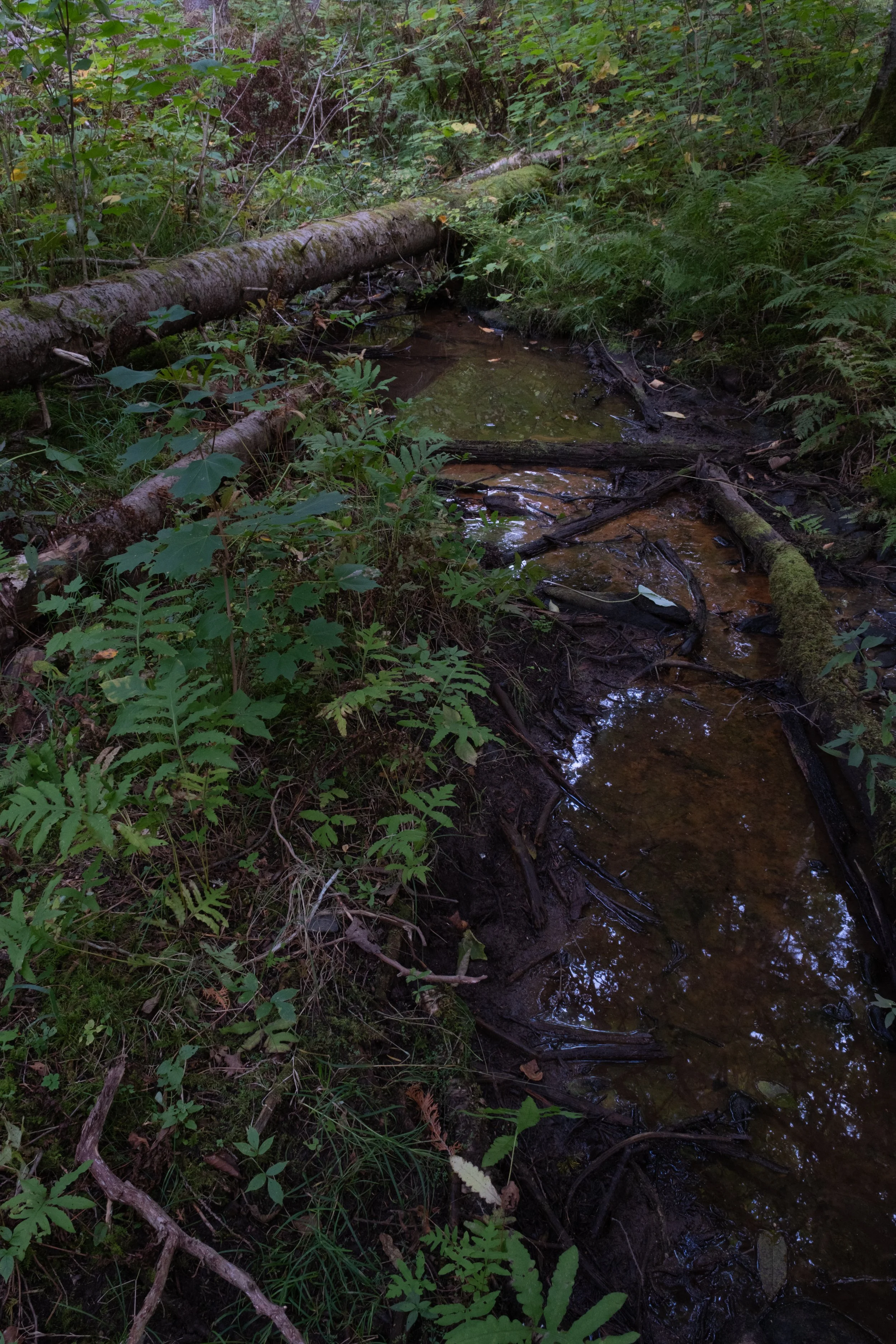 Ixworth Sanctuary [2025]