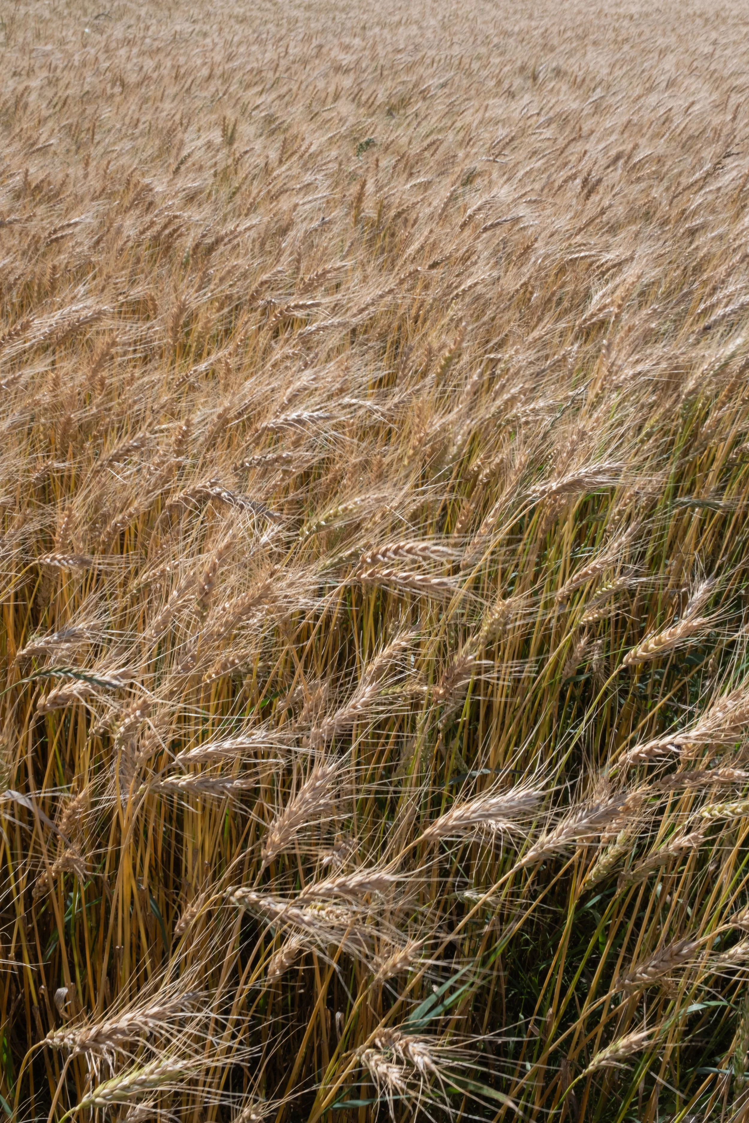 Riviere-Ouelle [2025]