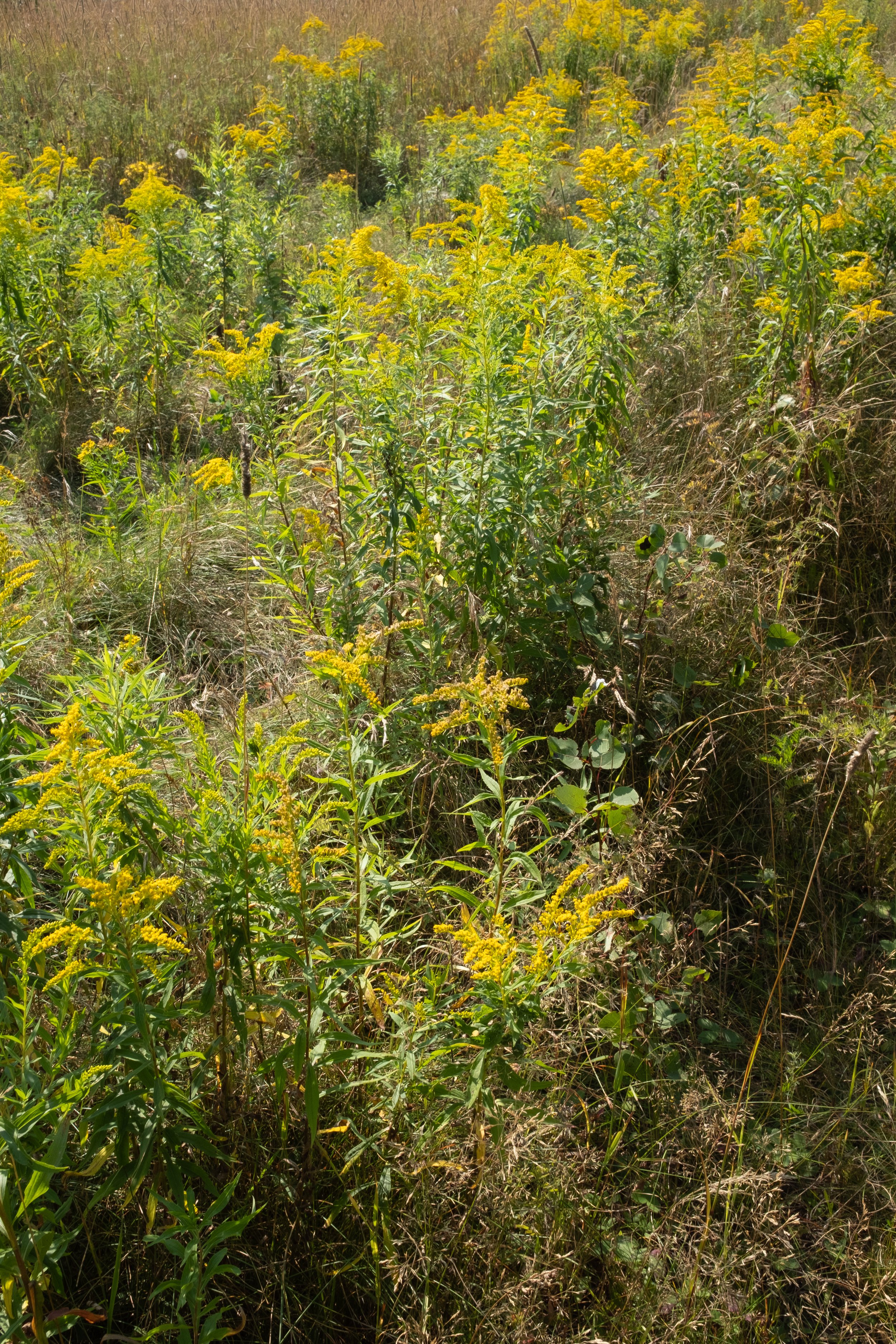 Saint-Pacôme [2025]