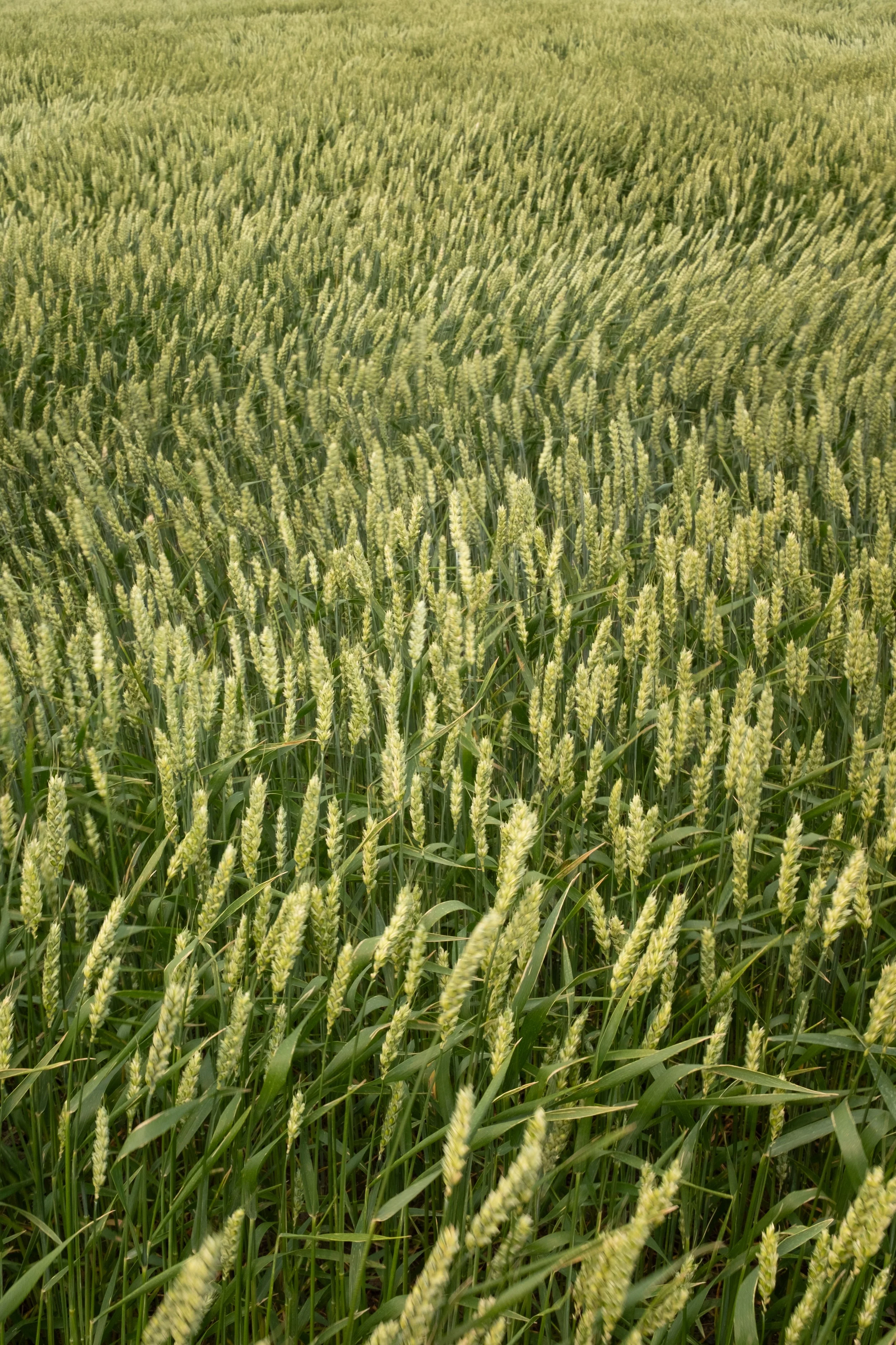 Riviere-Ouelle [2025]