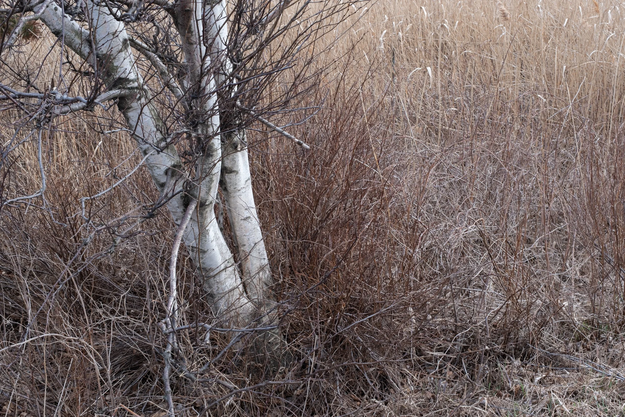La Pocatière [2025]