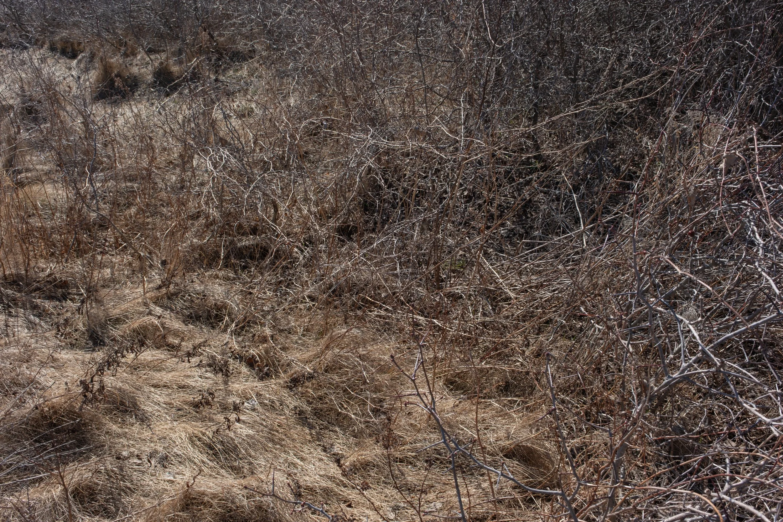 St-Roch-Des-Aulnaies [2025]