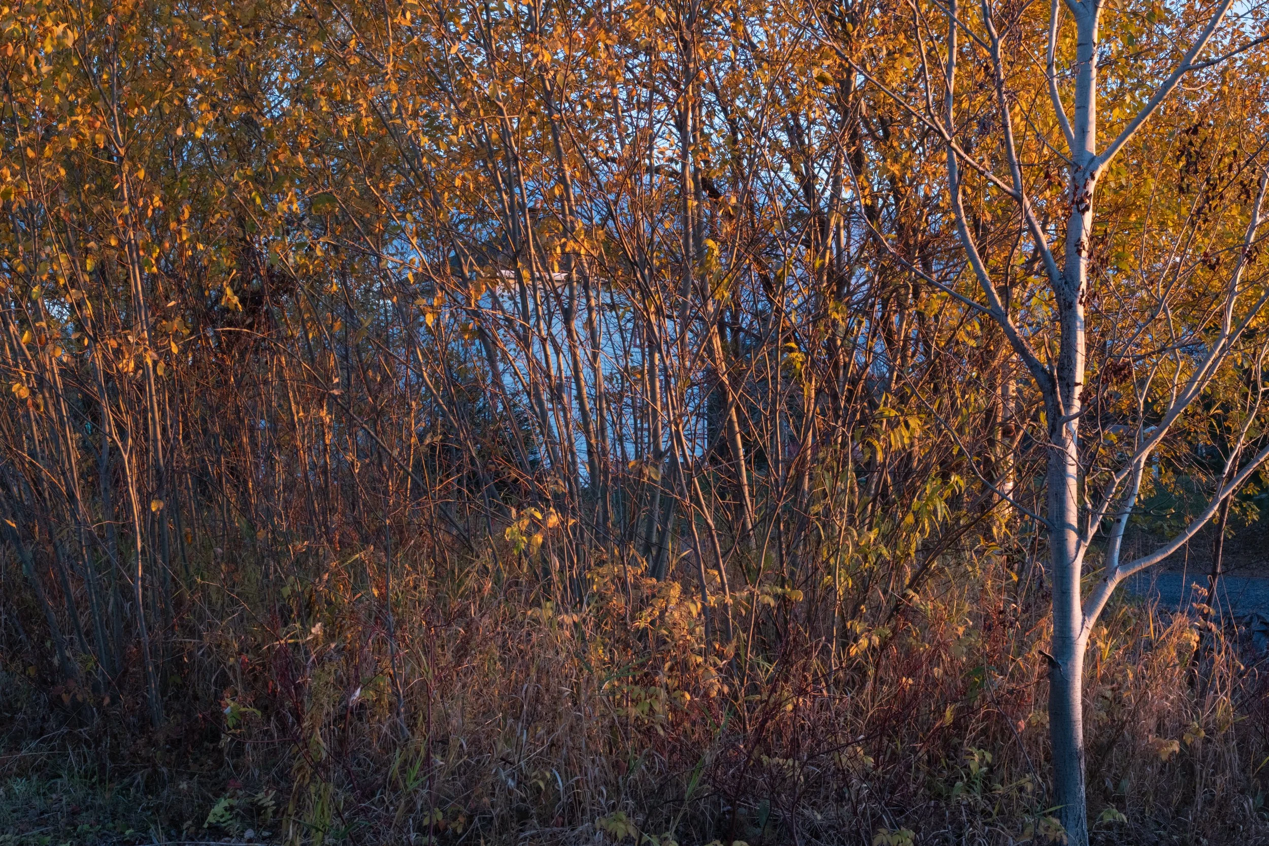 2511061625-2.jpg