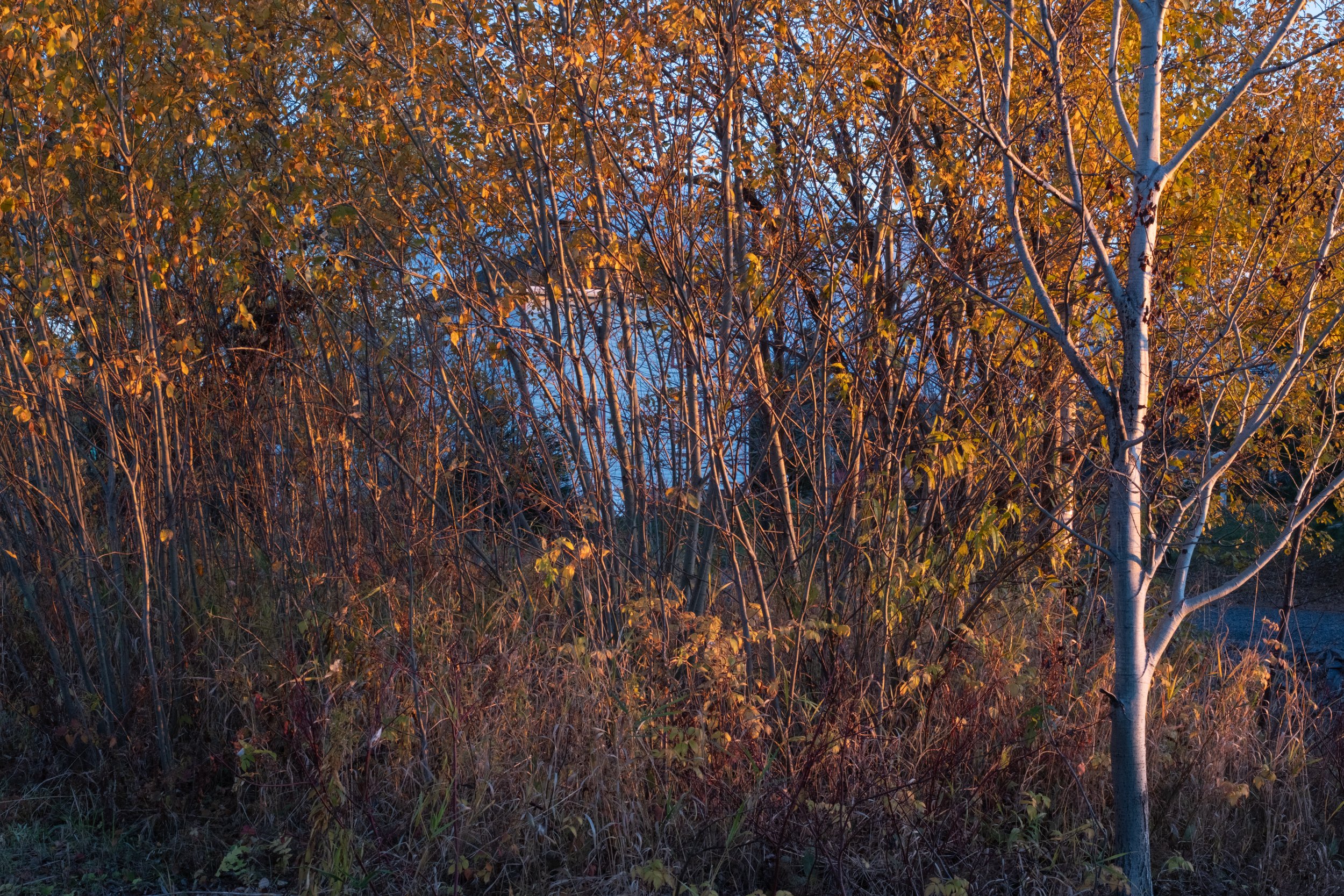 2511061625-2.jpg