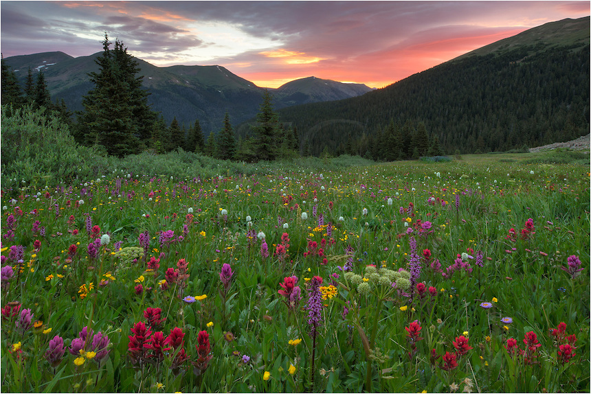 WildFlowers.jpg